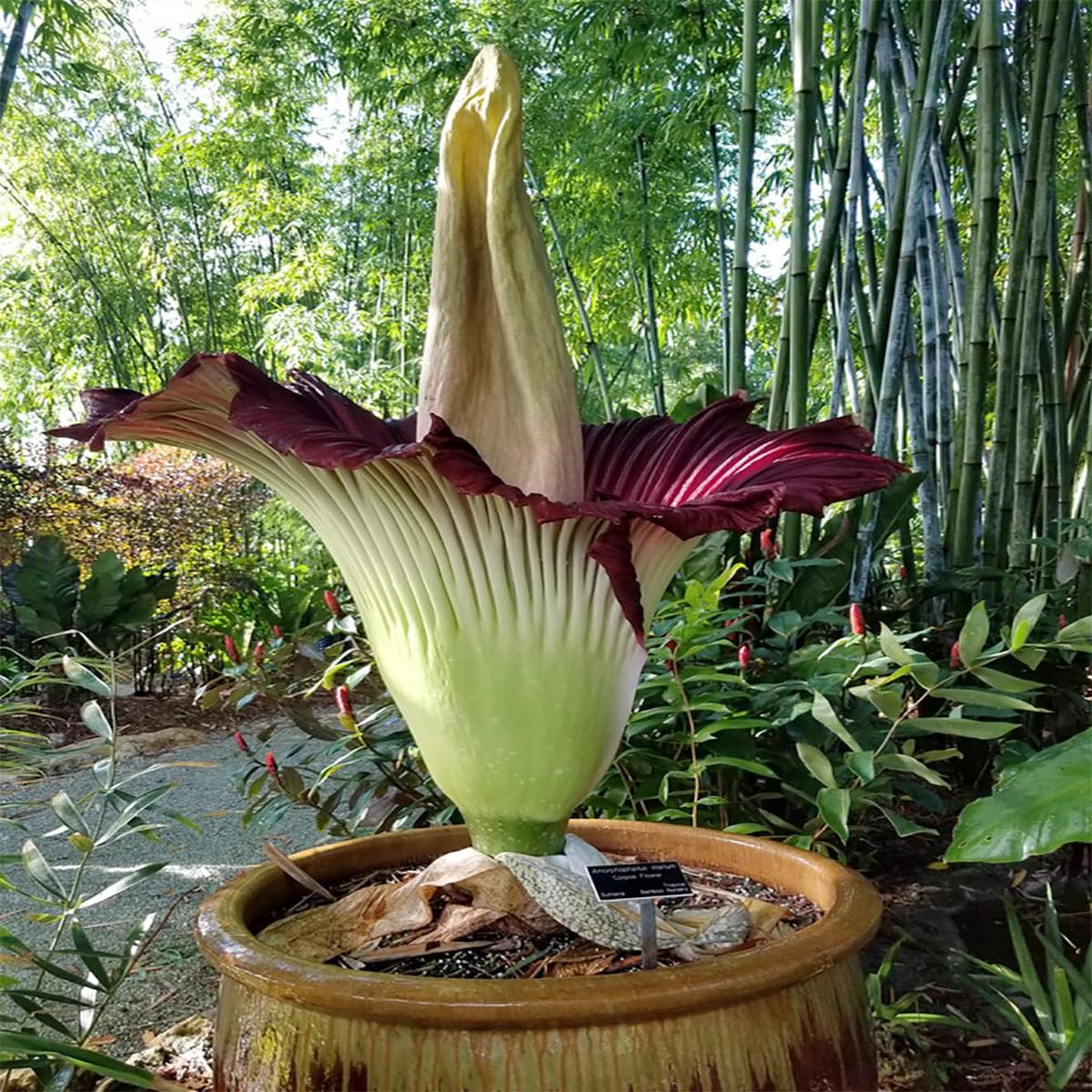 Titan Arum Corpse Flower Growing The Worlds Largest Flower In Your Garden Flower Seeds Home
