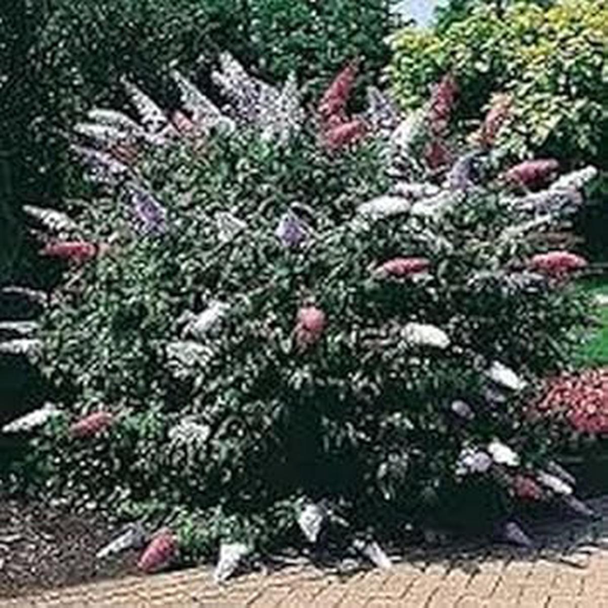 White Butterfly Bush Flower seeds for Planting - Shade Tolerant, Heirloom & GMO Free Seeds for Home Garden