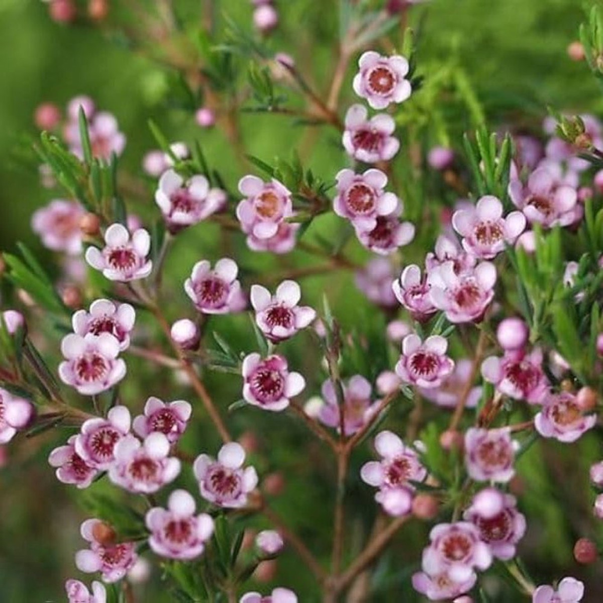 White Geraldton Wax Flower Perennial Bonsai Flower Seeds for Home Garden Planting, Ornamental