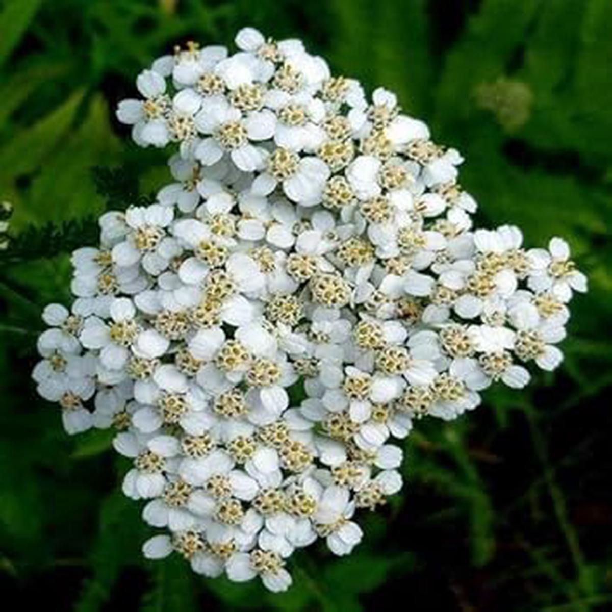 White Yarrow Flower Seeds for Garden Non-GMO, Heirloom, High Germination Seeds