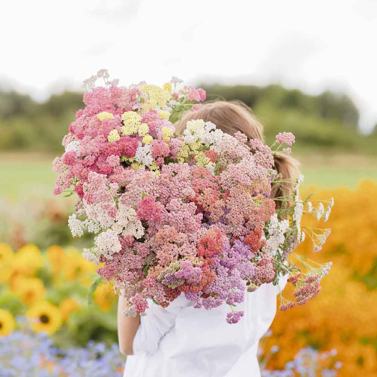 Achillea Millefolium Yarrow Colorado Mix Seeds Flower Seeds for Garden and Container Planting