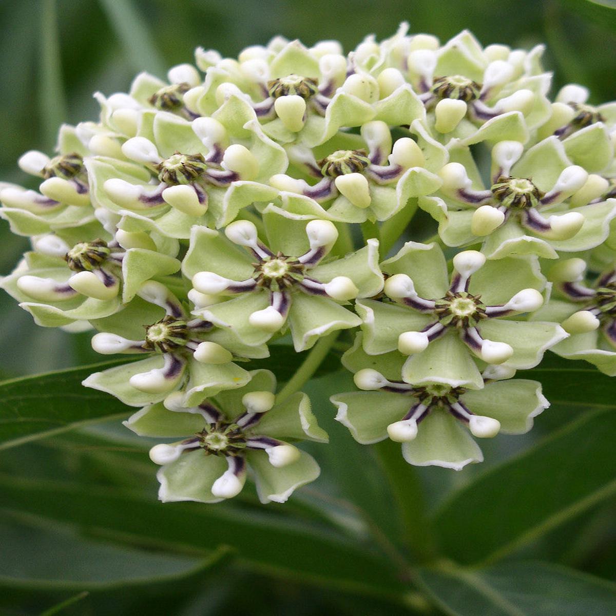 Asclepias Asperula Antelope Horns Flower Seeds for Planting Heirloom Non-GMO, High Germination Organic Garden Seeds