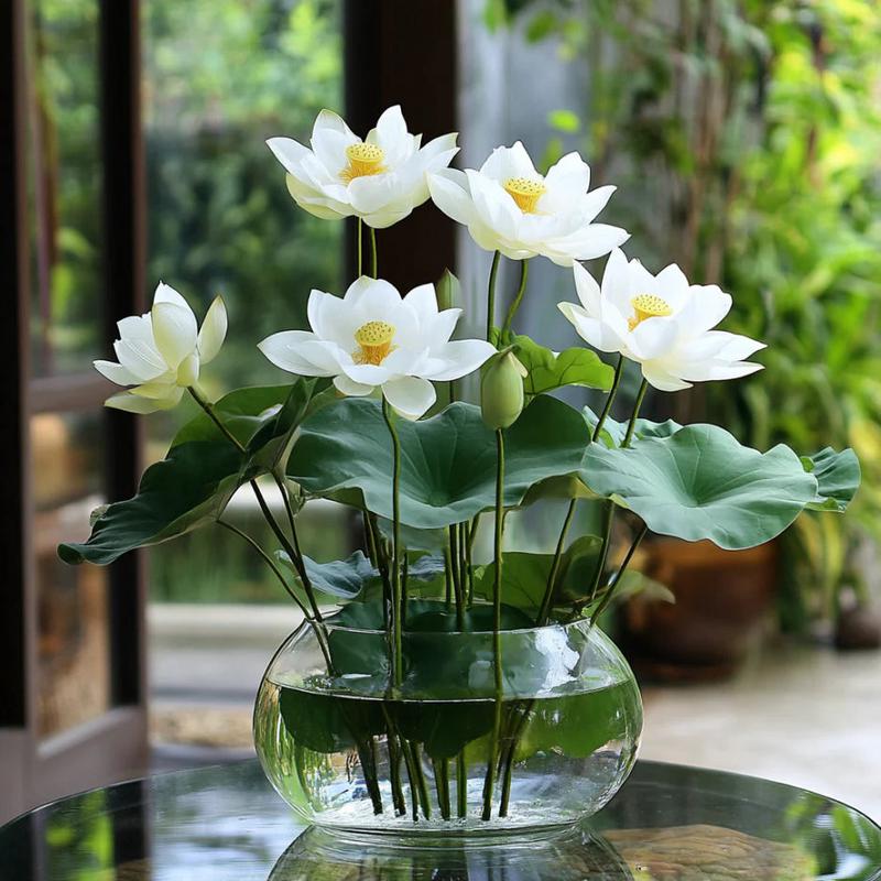 Asiatic White Lotus Seeds