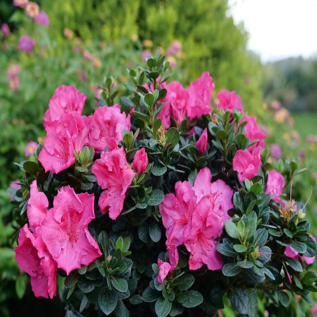 Azalea Flower Seeds Multi-Colored for Planting Vibrant, Hardy Blooms