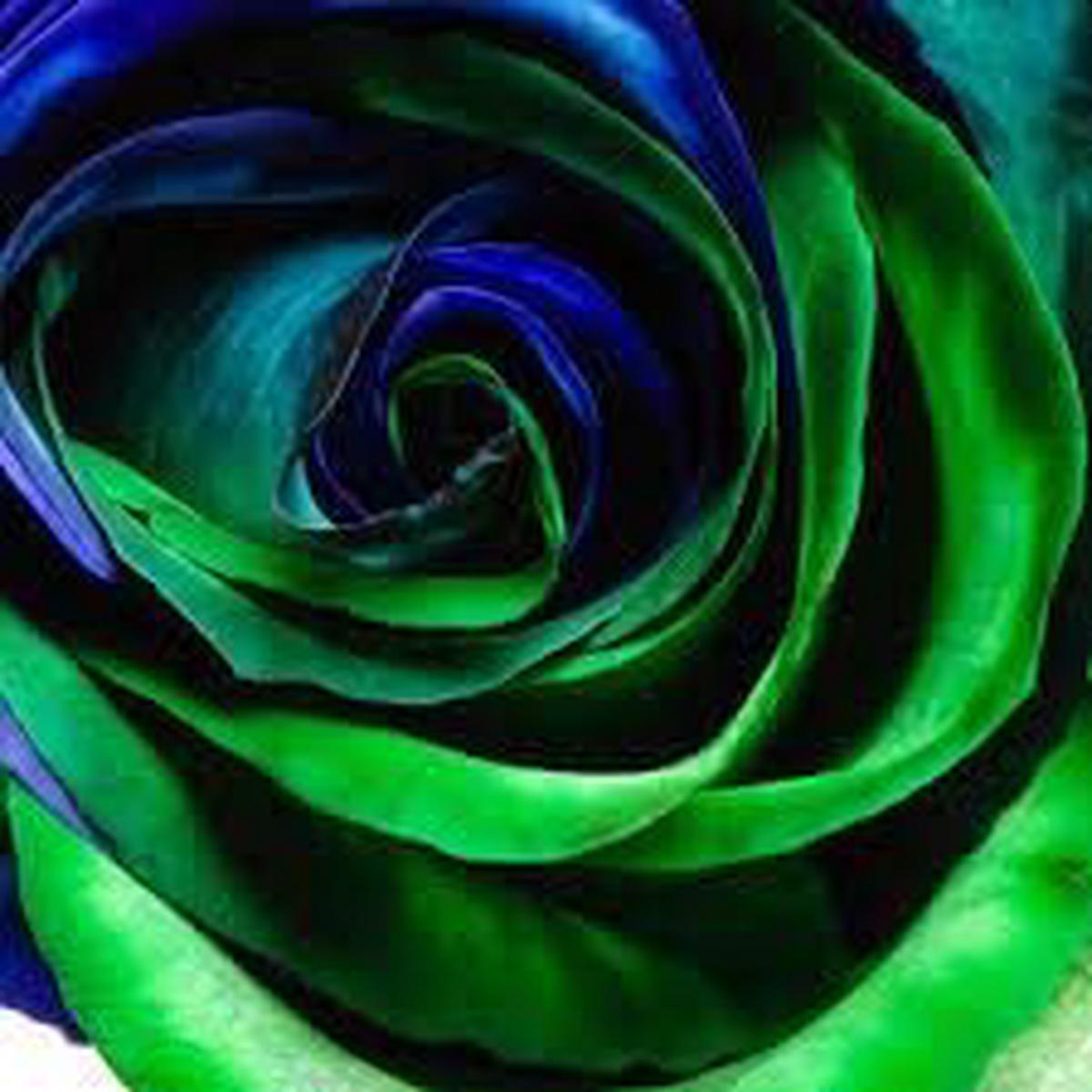 Blue & Green Rose Heirloom Non-GMO Seeds for Planting High Germination Organic Garden Flower Seeds