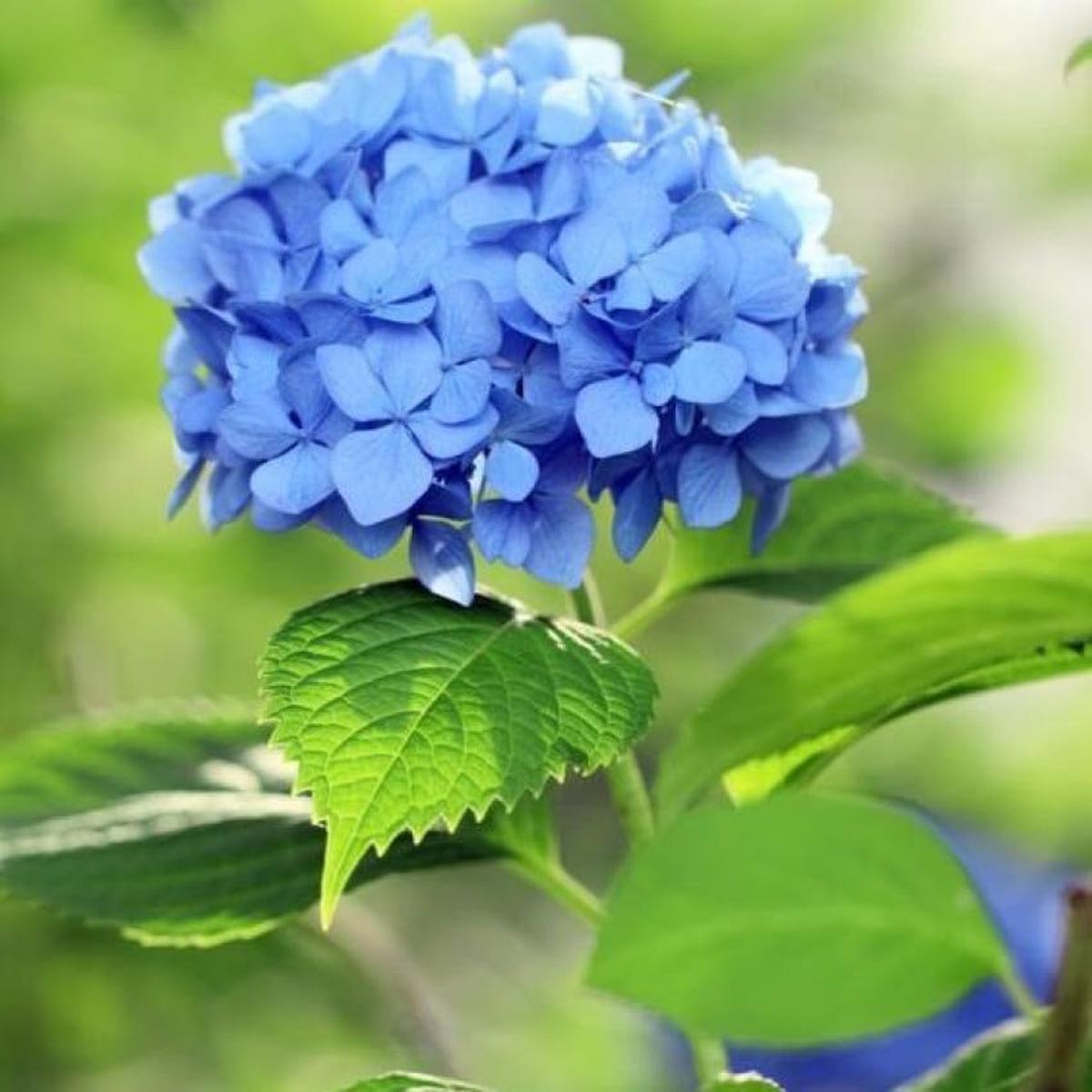 Blue Hydrangea Flower seeds for Planting - Compact Growth, Heirloom & GMO Free Seeds for Home Garden