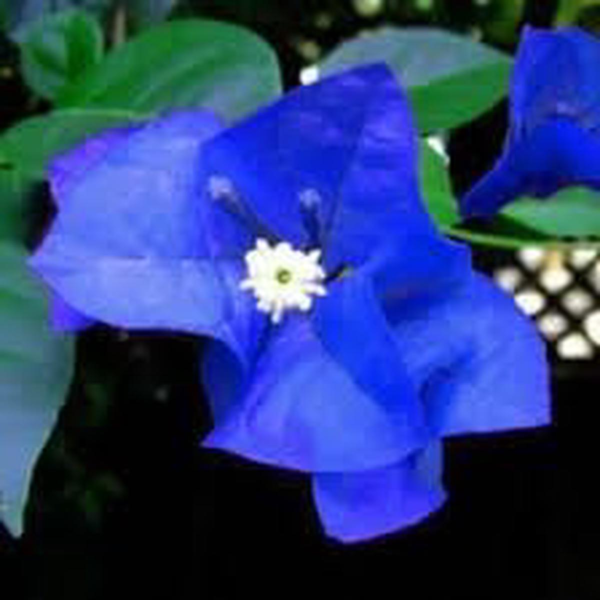 Blue Spectabilis Flower Seeds for Planting Heirloom & Non-GMO Garden Seeds