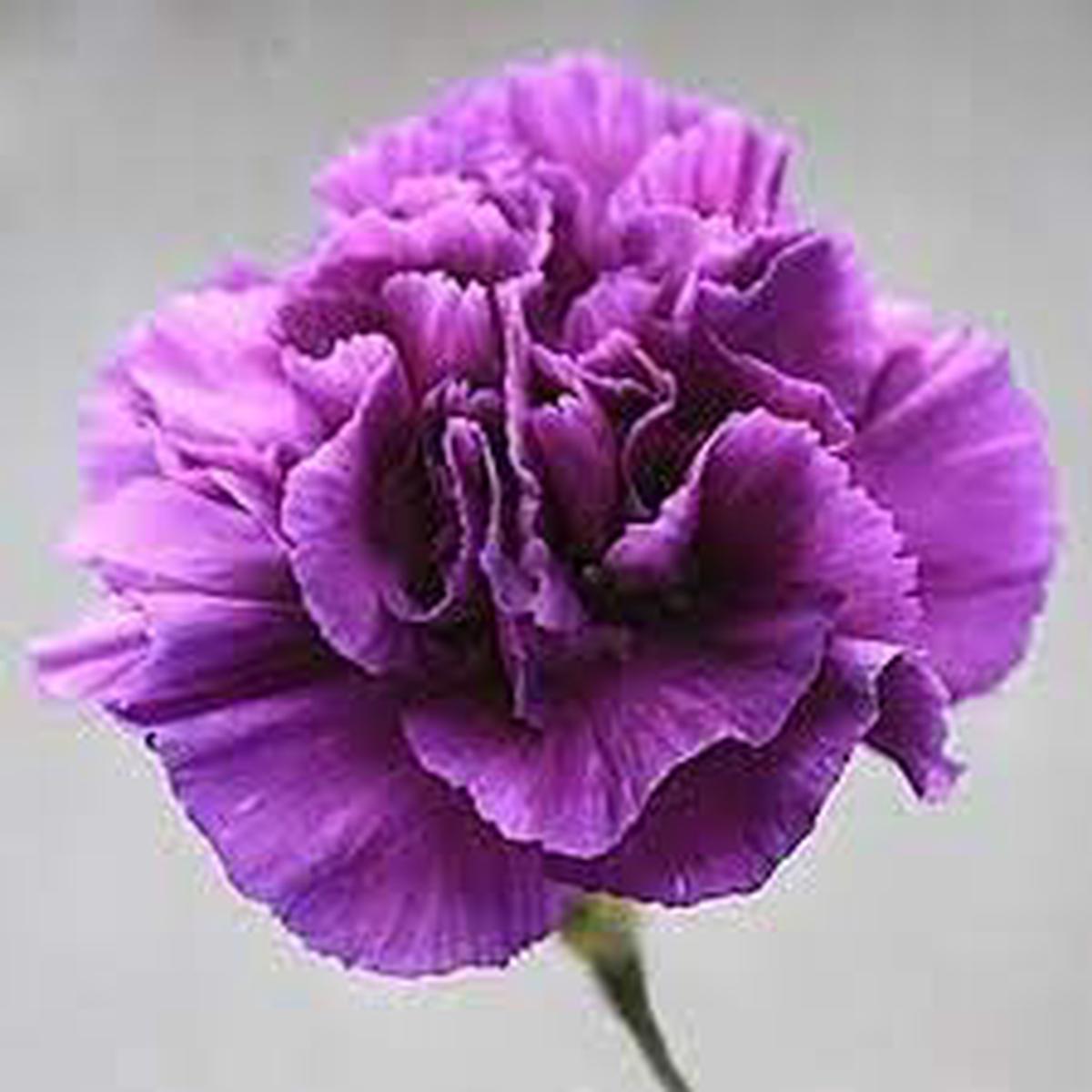 Carnation Flower seeds for Planting Garden Favorite Heirloom & GMO Free Seeds for Home Garden