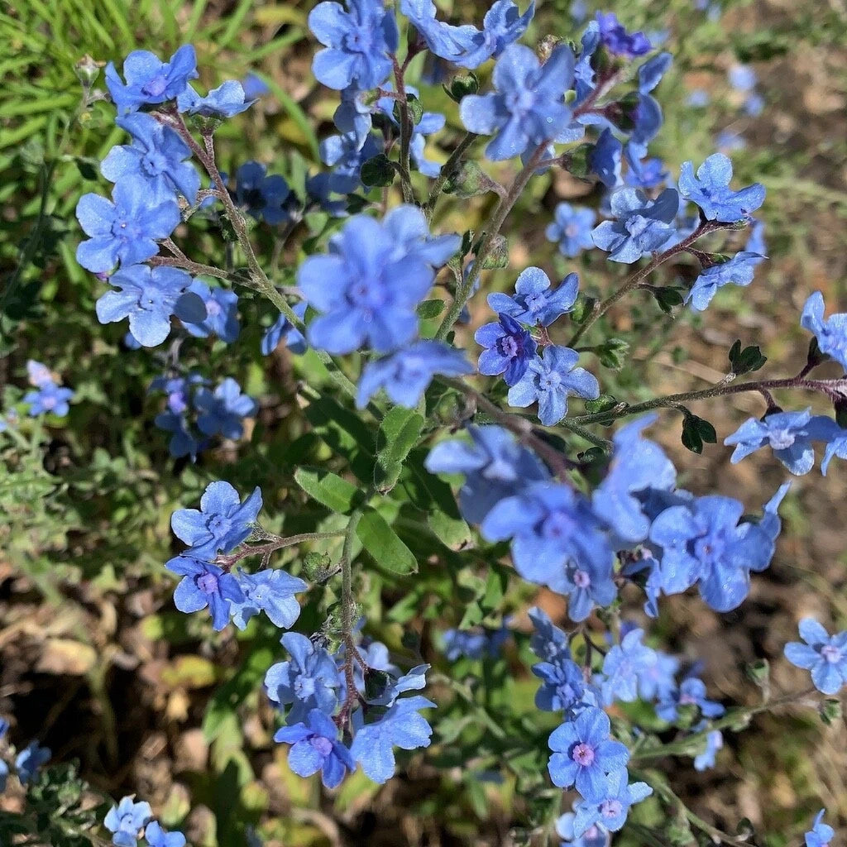 Chinese Forgot Me Not (Cynoglossum Amabile) Heirloom, Non-GMO