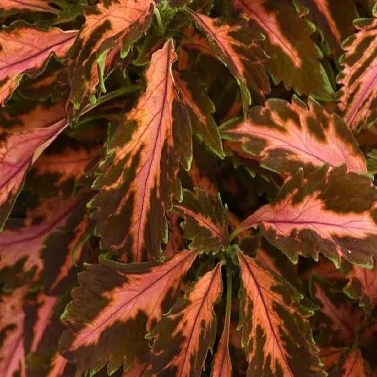 Coleus Premium Sun Coral Candy Plant Seeds Heirloom & Non-GMO Seeds for Planting