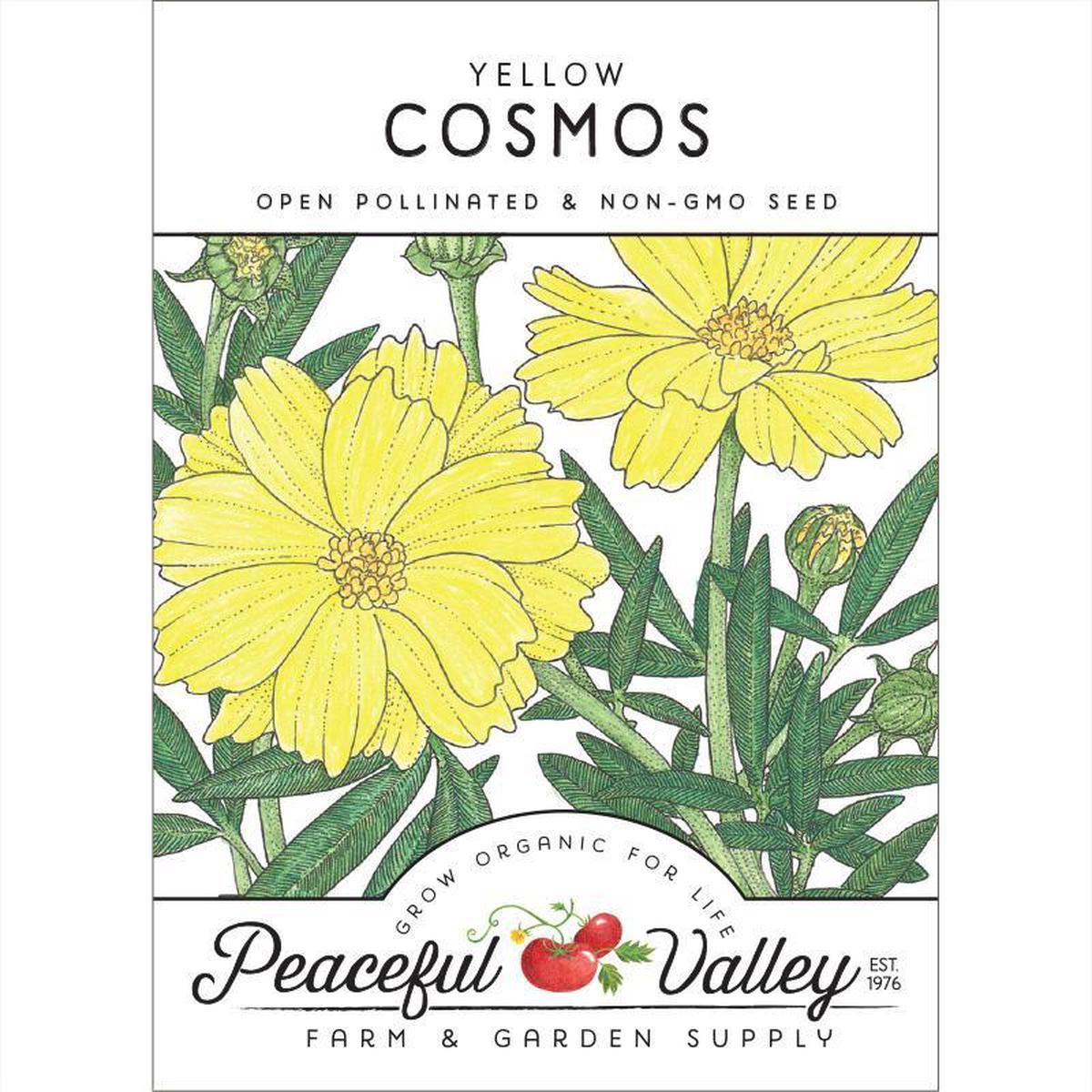 Cosmos, Yellow