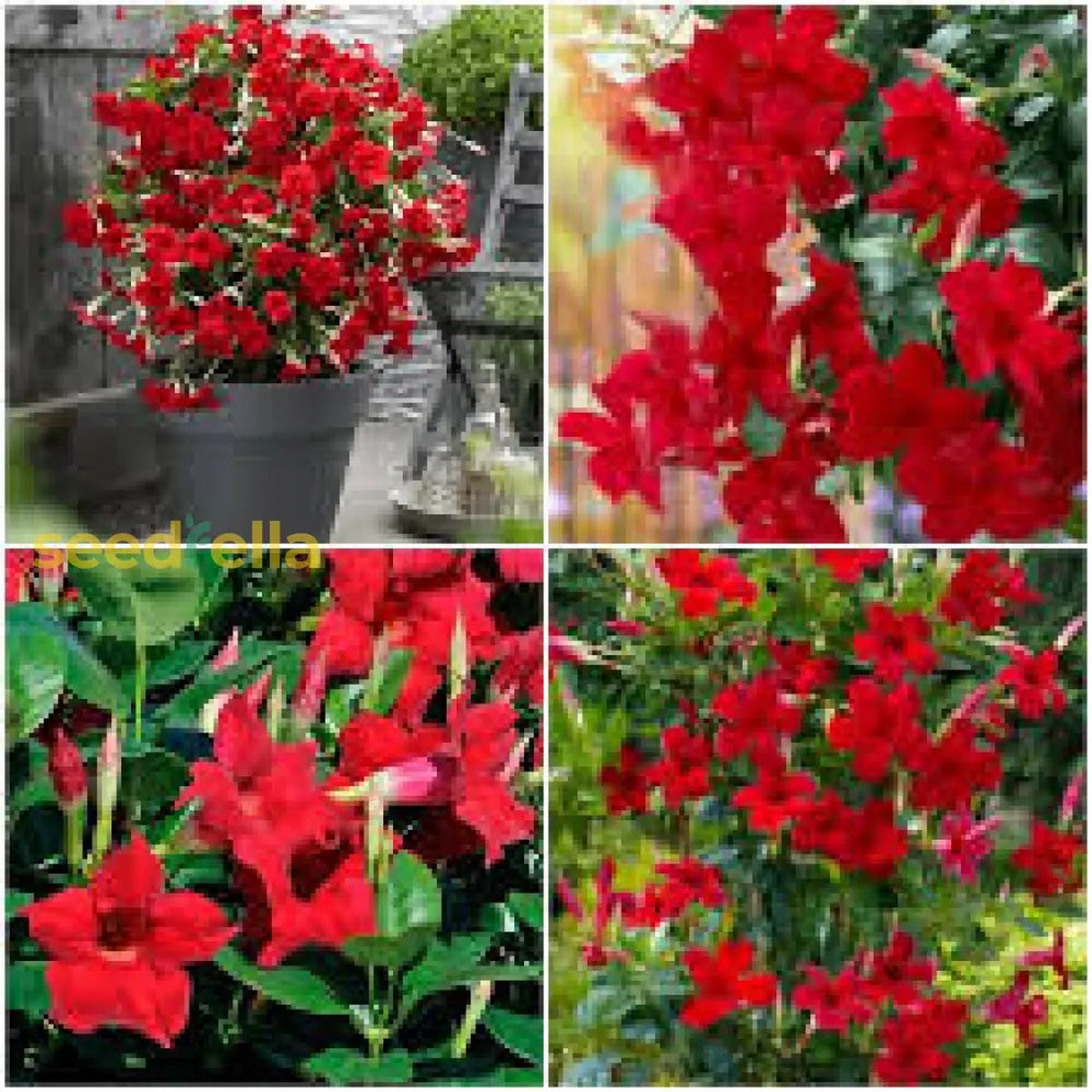 Dipladenia Flower Seeds for Garden Planting Non-GMO Heirloom Organic Garden Seeds, High Germination