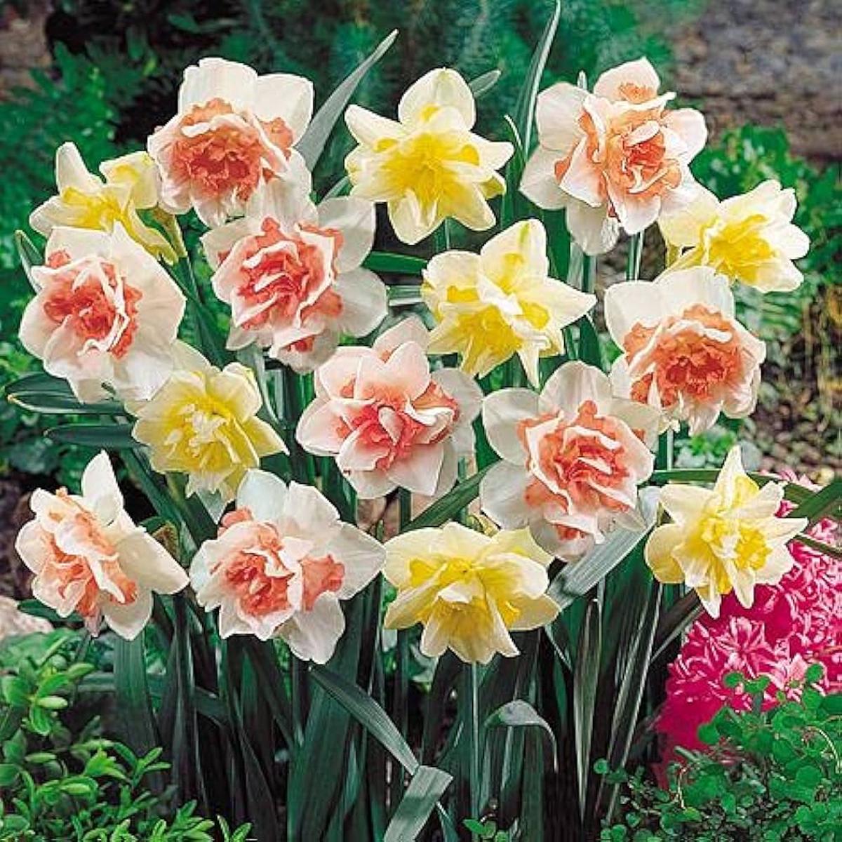 Double Narcissus Flower Seeds for Planting Mixed Colors Cut Flower Favorite, Heirloom, Non-GMO, High Germination Organic Garden Seeds