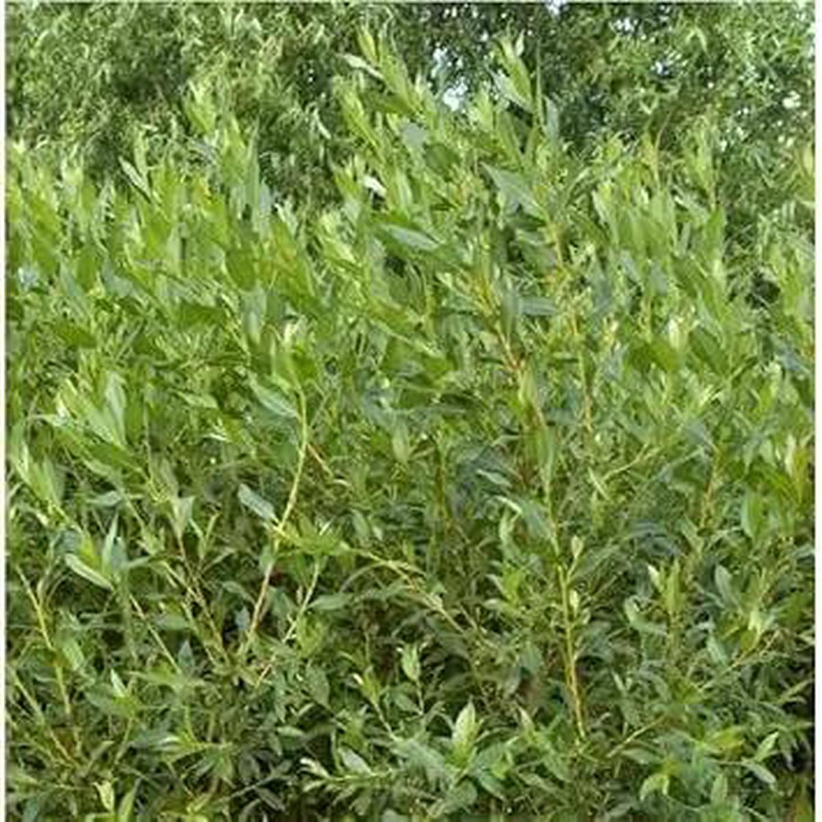 Flame Willow Plant Seeds for Planting - NON GMO Seeds