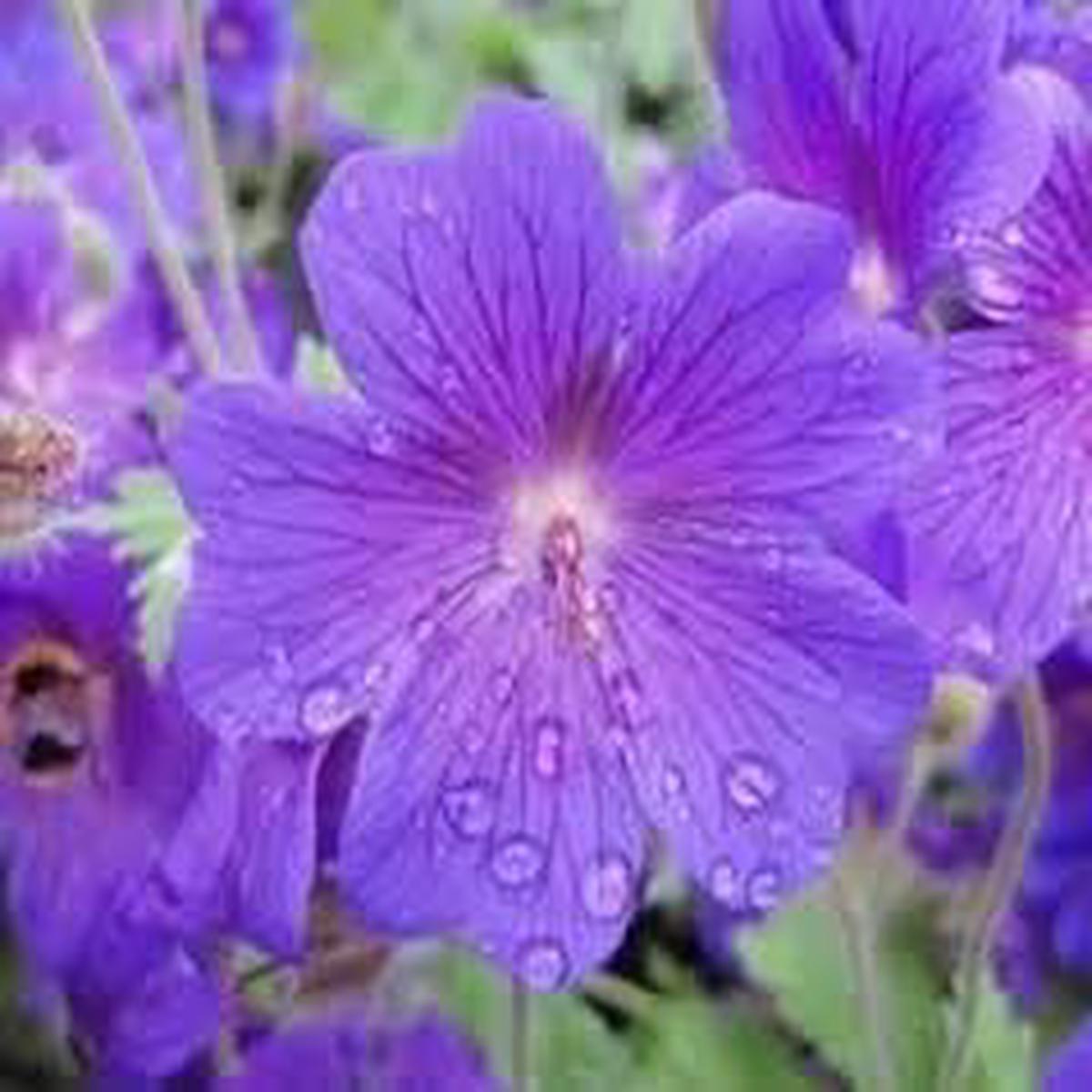 Geranium Pratense Flower seeds for Planting Compact Growth Heirloom & GMO Free Seeds for Home Garden