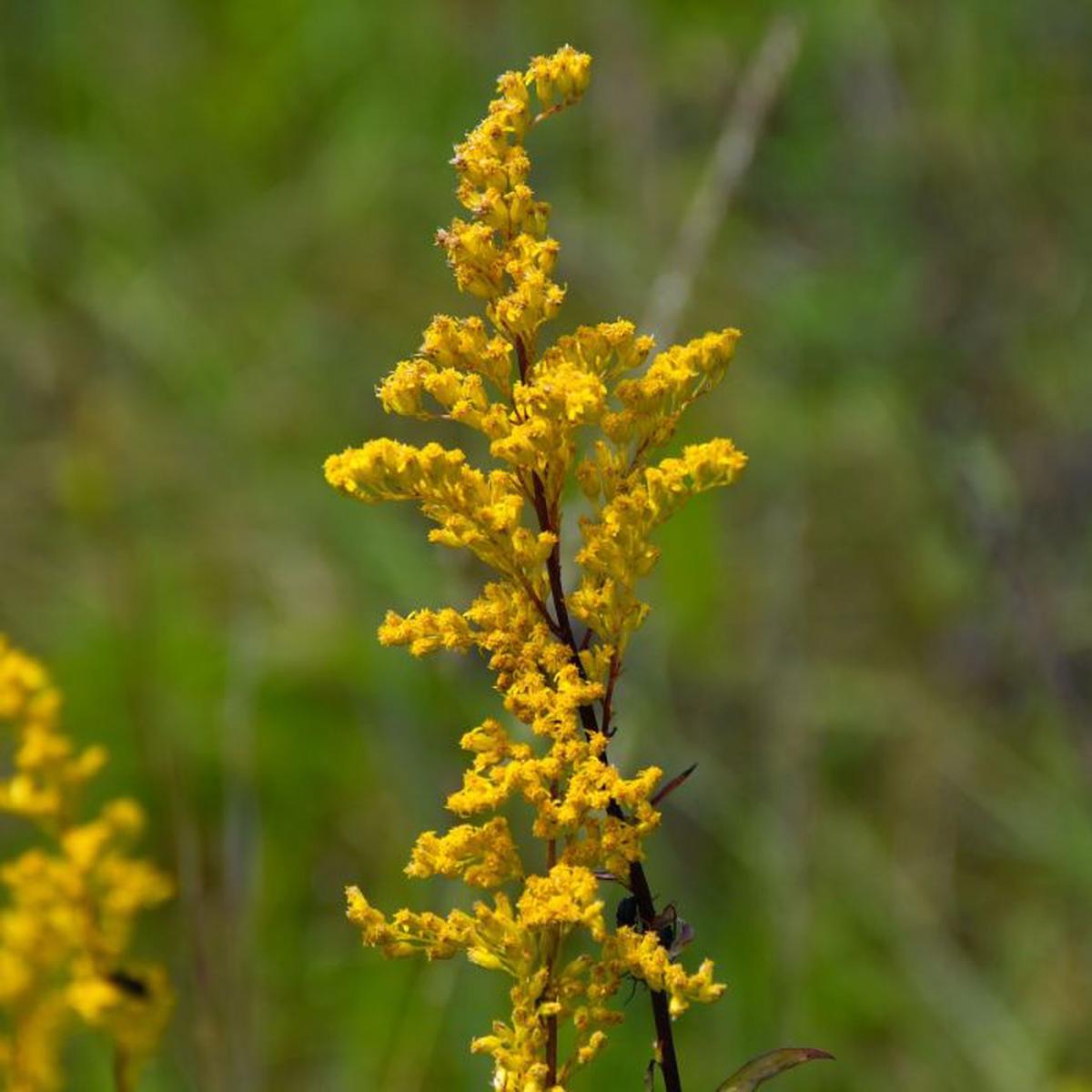 Goldenrod Flower Seeds for Planting Wildflower Mix, Heirloom Non-GMO, High Germination Organic Garden Seeds