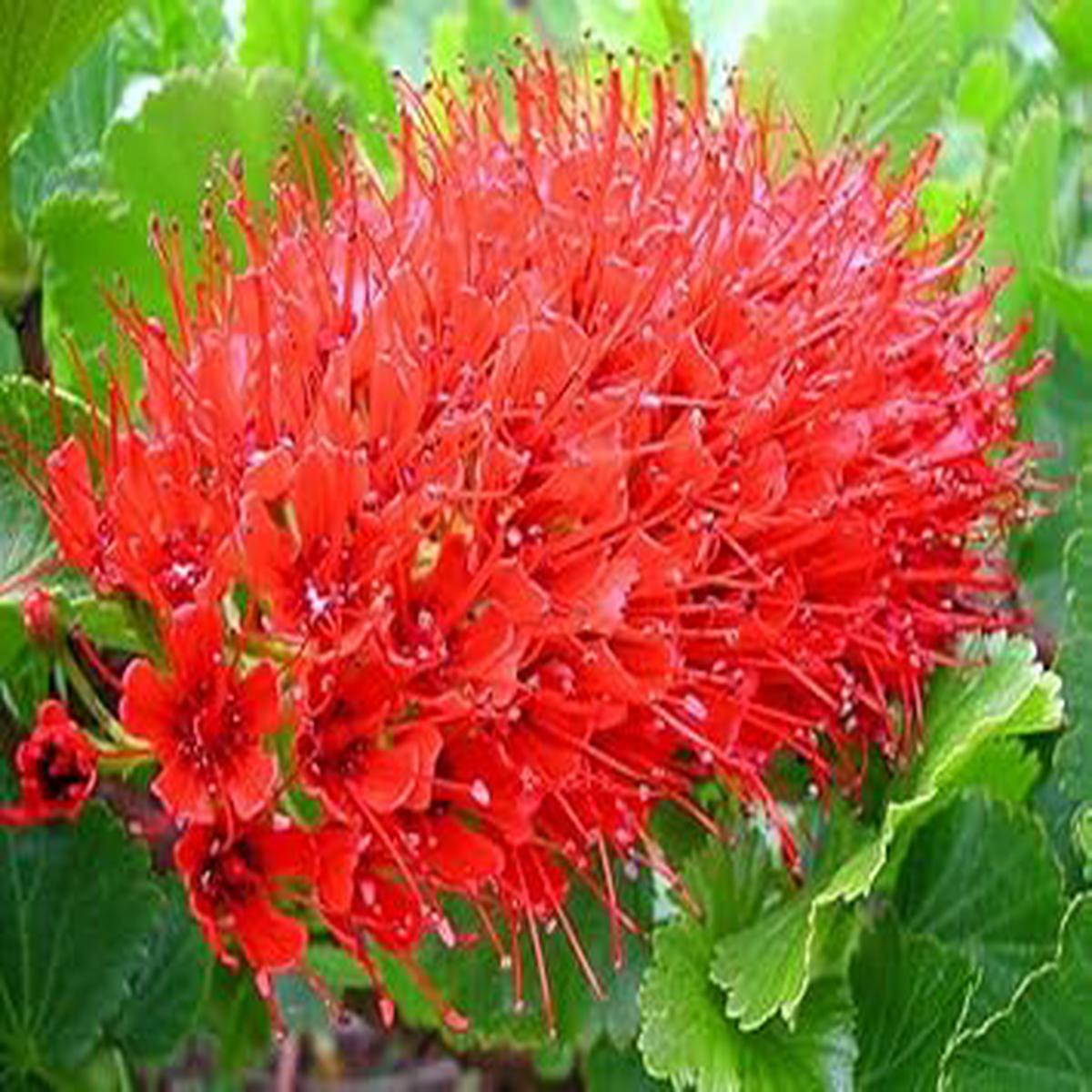 ]Greyia Sutherlandii Flower Seeds Heirloom, Non-GMO, High Germination Bold Organic Garden Seeds for Ornamental Planting