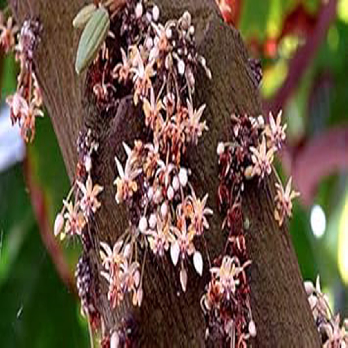 Heirloom Chocolate Evening-Scented Flower Seeds for Planting Non-GMO High Germination Organic Garden Seeds