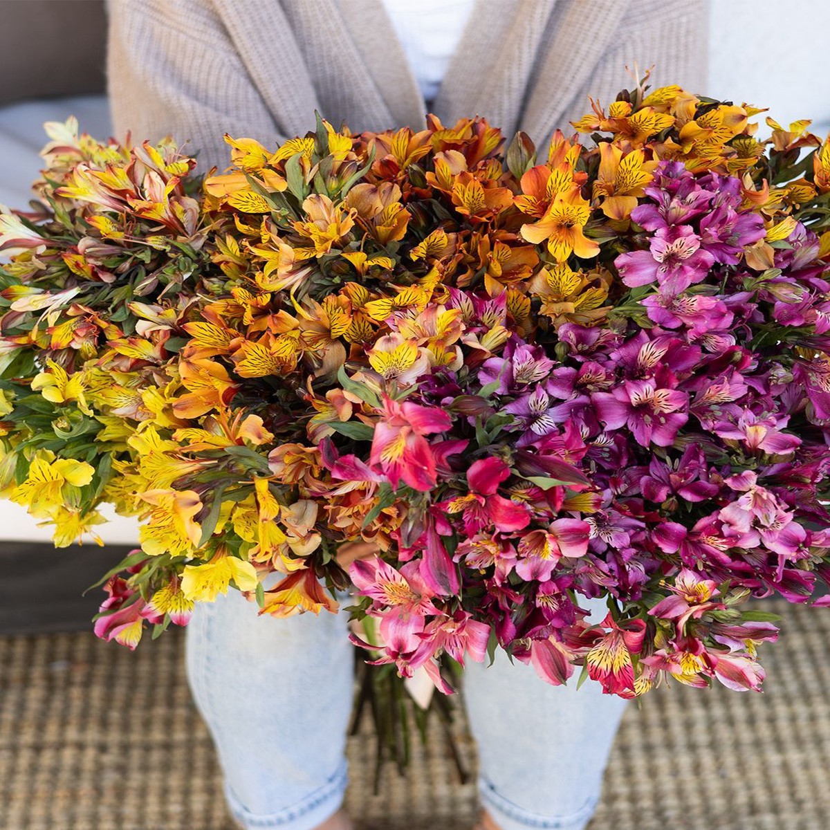 Heirloom Non Gmo Alstroemeria Flower For Planting Colorful Peruvian Lily Garden Blooms Flower Seeds