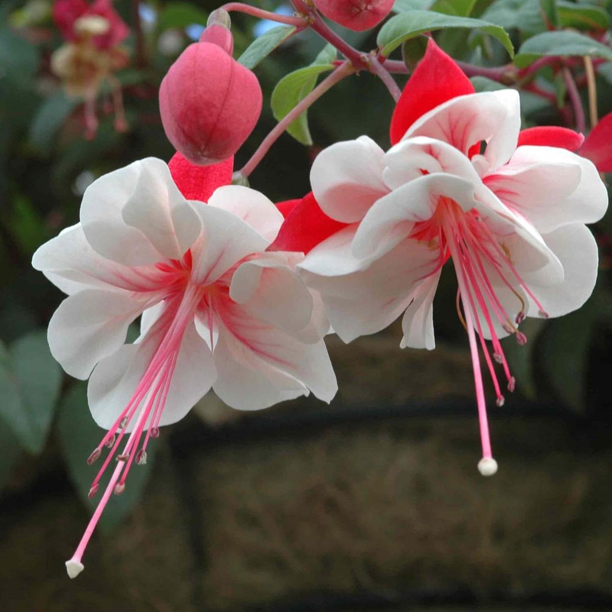 Heirloom Non-GMO Fuchsia Flower Seeds for Planting Vibrant Hanging Blooms for Shade Gardens