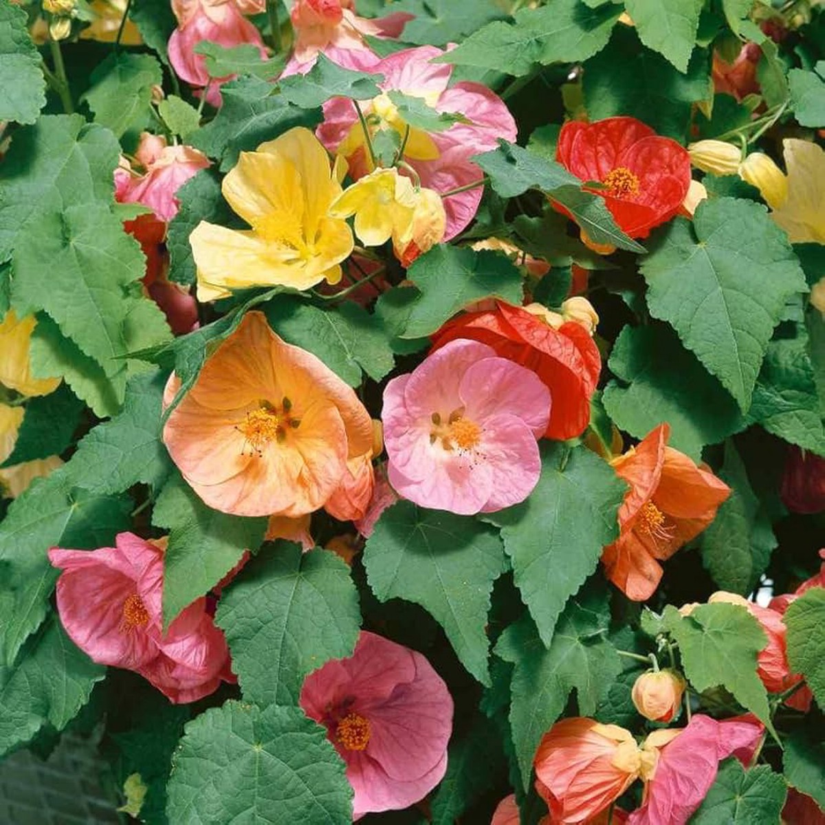 Heirloom Non Gmo Mix Abutilon Flower Garden Planting Colorful Lantern Like Blooms Flower Seeds
