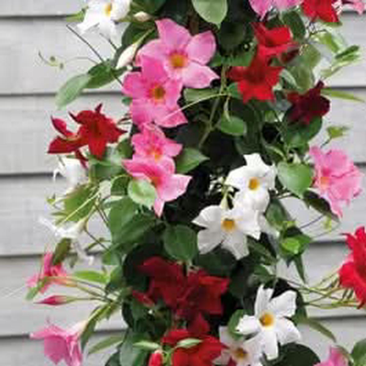 Heirloom Non Gmo Multi Colored Mandevilla Flower For Planting Tropical Vine Flower Seeds for Home