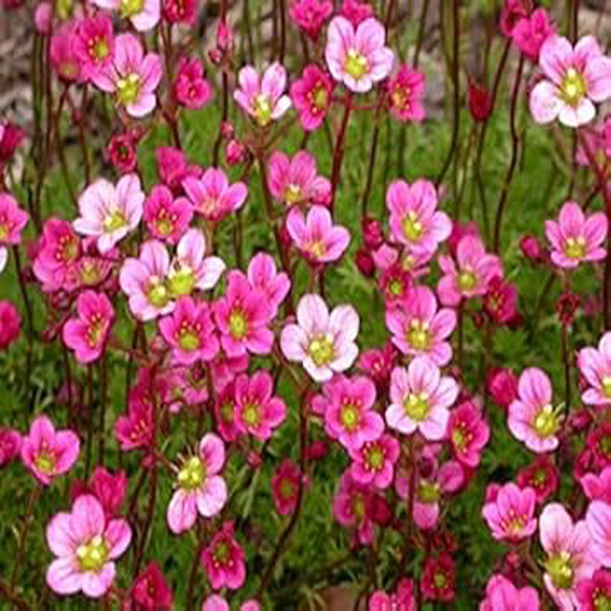 Heirloom Saxifrage Rose Plant Seeds for Planting Non-GMO Seeds, High Germination, Organic Garden Blooms