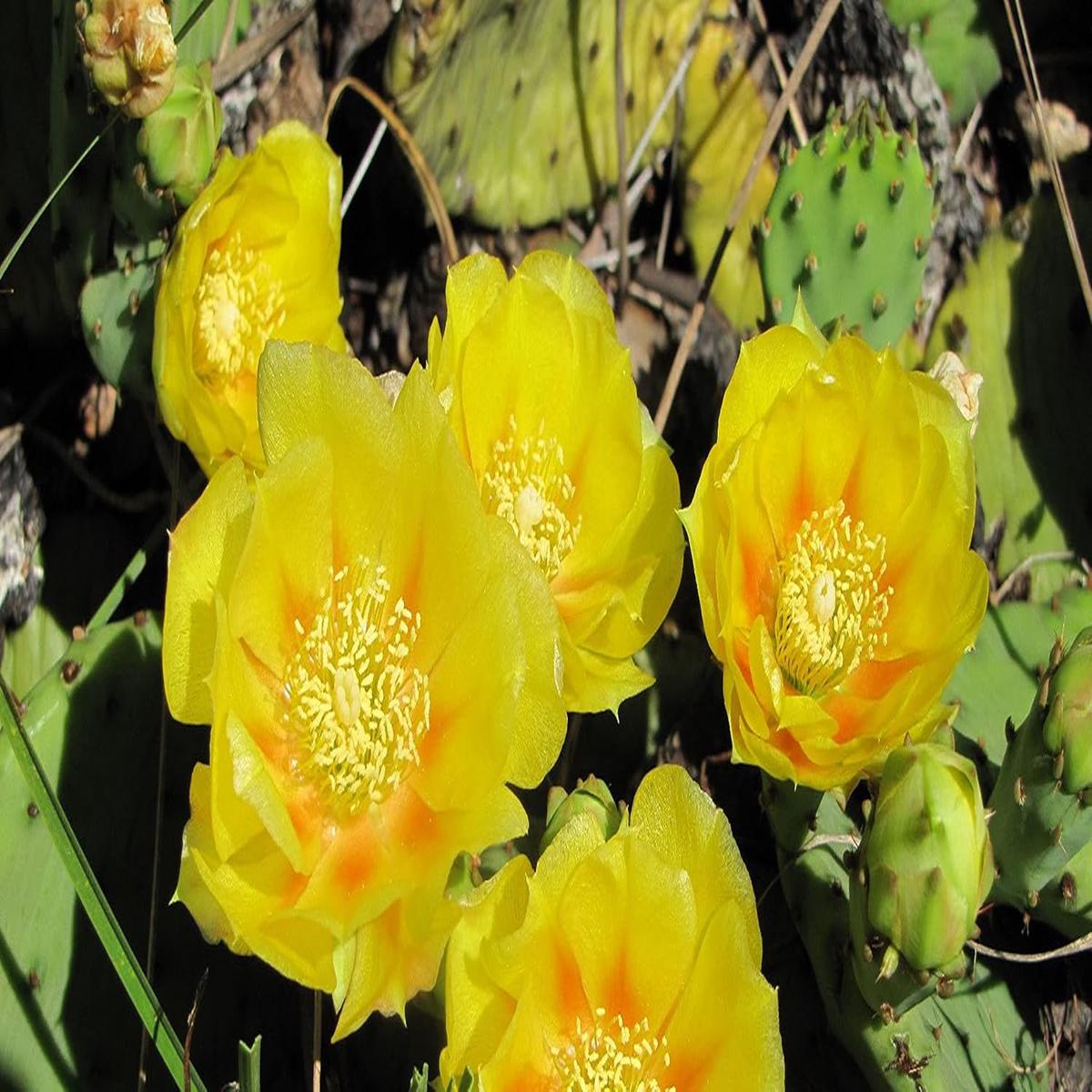 Heirloom Yellow Opuntia Flower Seeds for Planting Pollinator Friendly, Non-GMO, High Germination Organic Garden Seeds