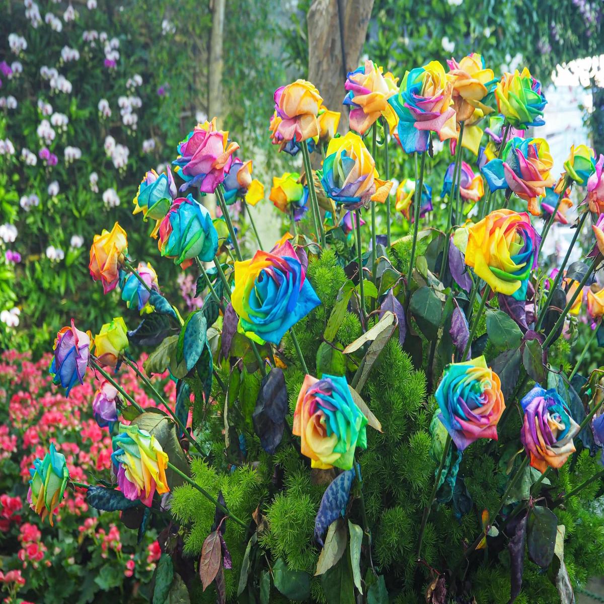 Holland Rainbow Rose Flower Seeds Rare Multicolor Garden Bloom