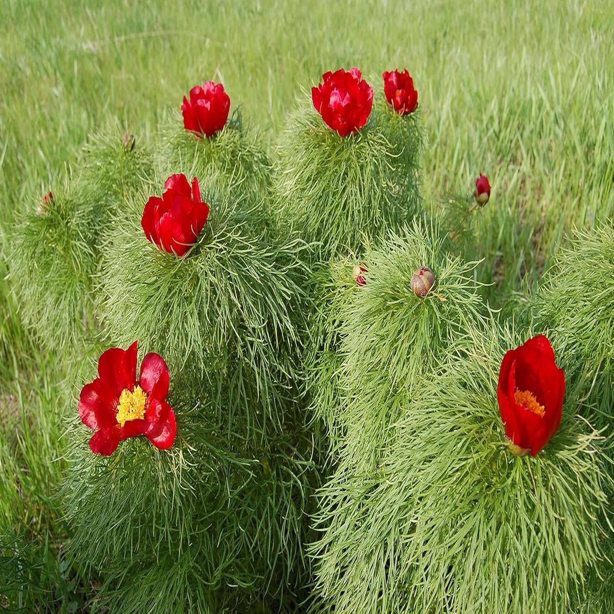 Paeonia Tenuifolia Flower Seeds for Planting Heirloom Non-GMO, High Germination Organic Garden Seeds