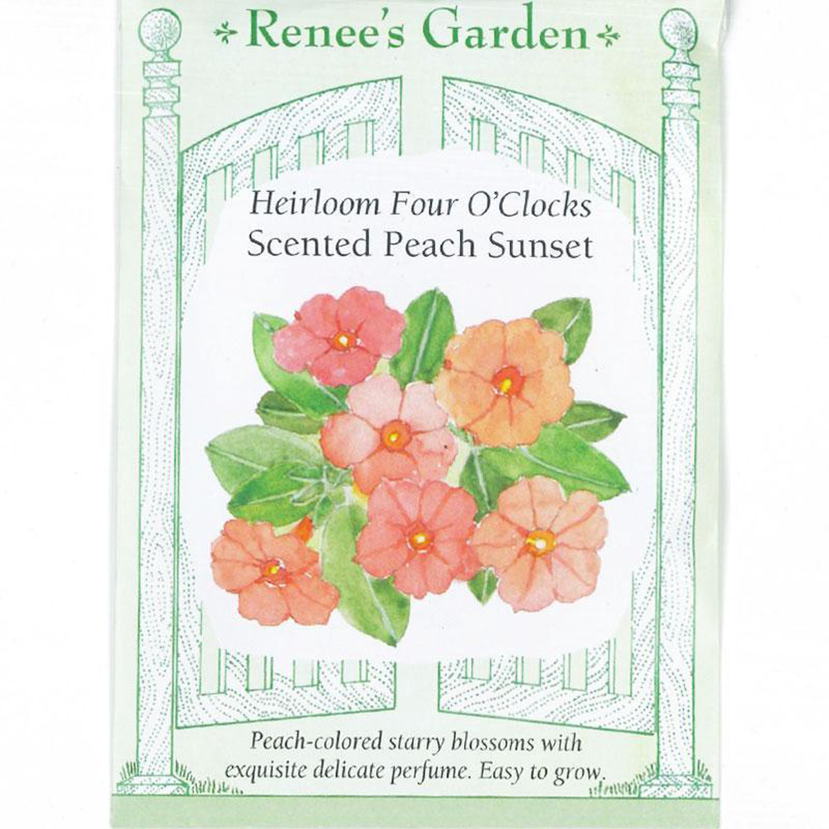 Peach Sunset Scented Four O8217Clock Flower Seeds