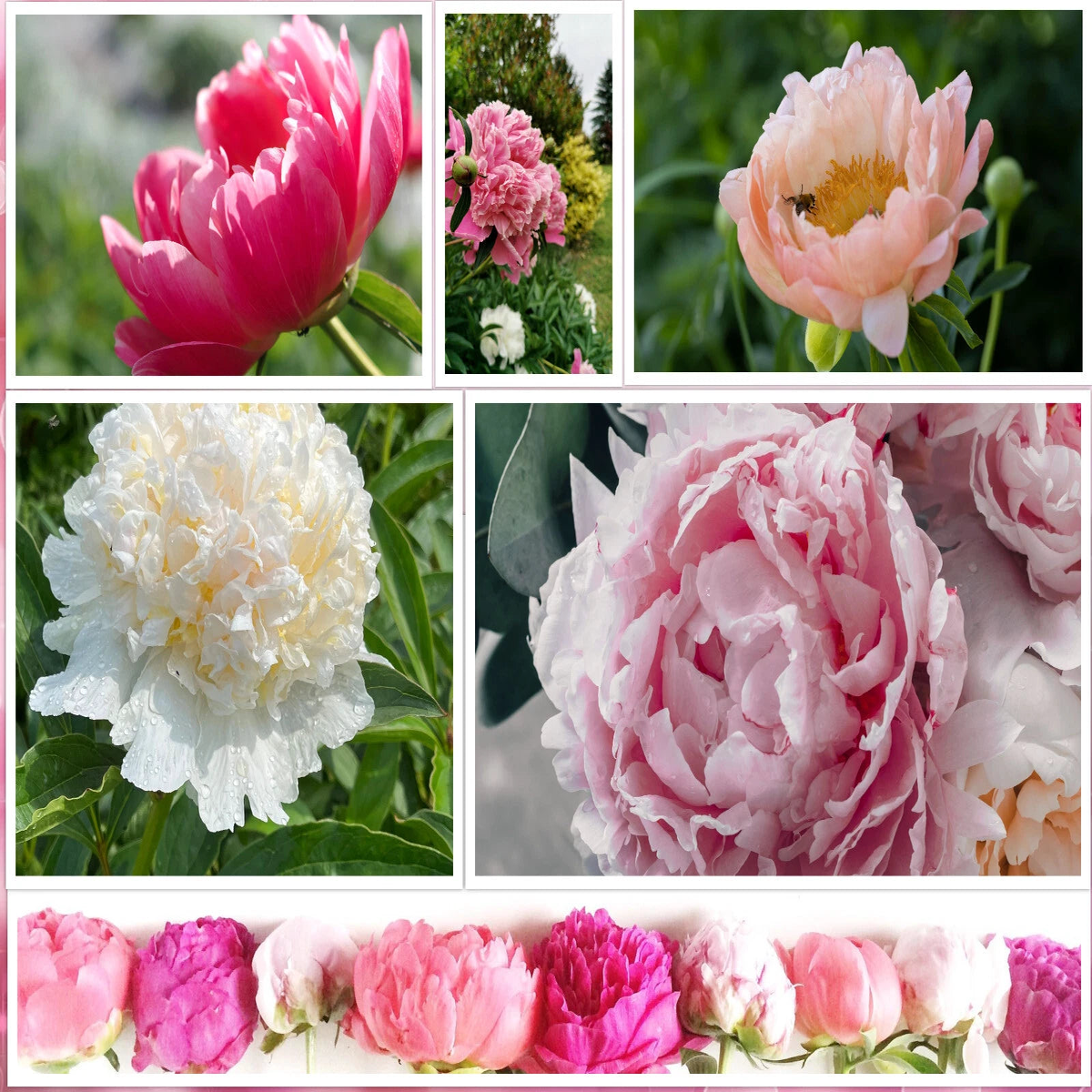 Peony Seeds Mix Paeonia suffruticosa Tree Bush Flower Seller Heirloom, Non-GMO, High Germination Organic Garden Seeds