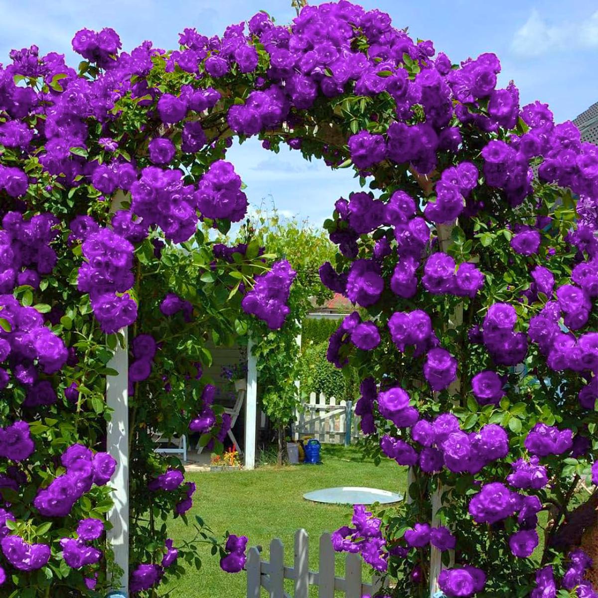 Purple Climbing Rose Flower Seeds for Planting Heirloom, Non-GMO, High Germination Organic Garden Seeds for Vertical Blooms