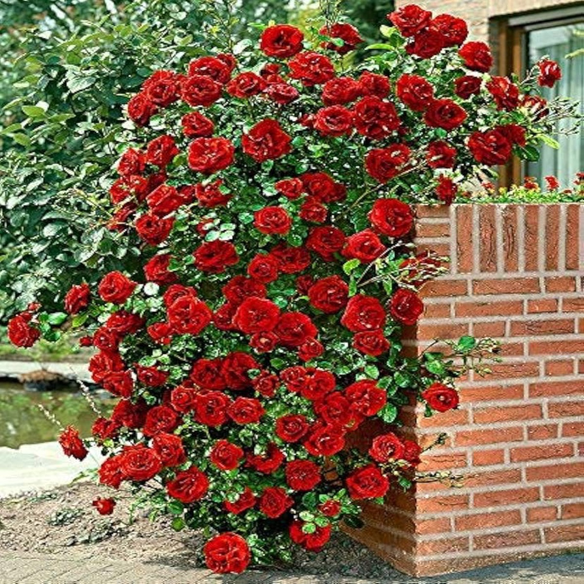 Red Hellgrau Rose Tree Colorful Diy Home Garden Plants With Bonsai Potential Flower Seeds Home