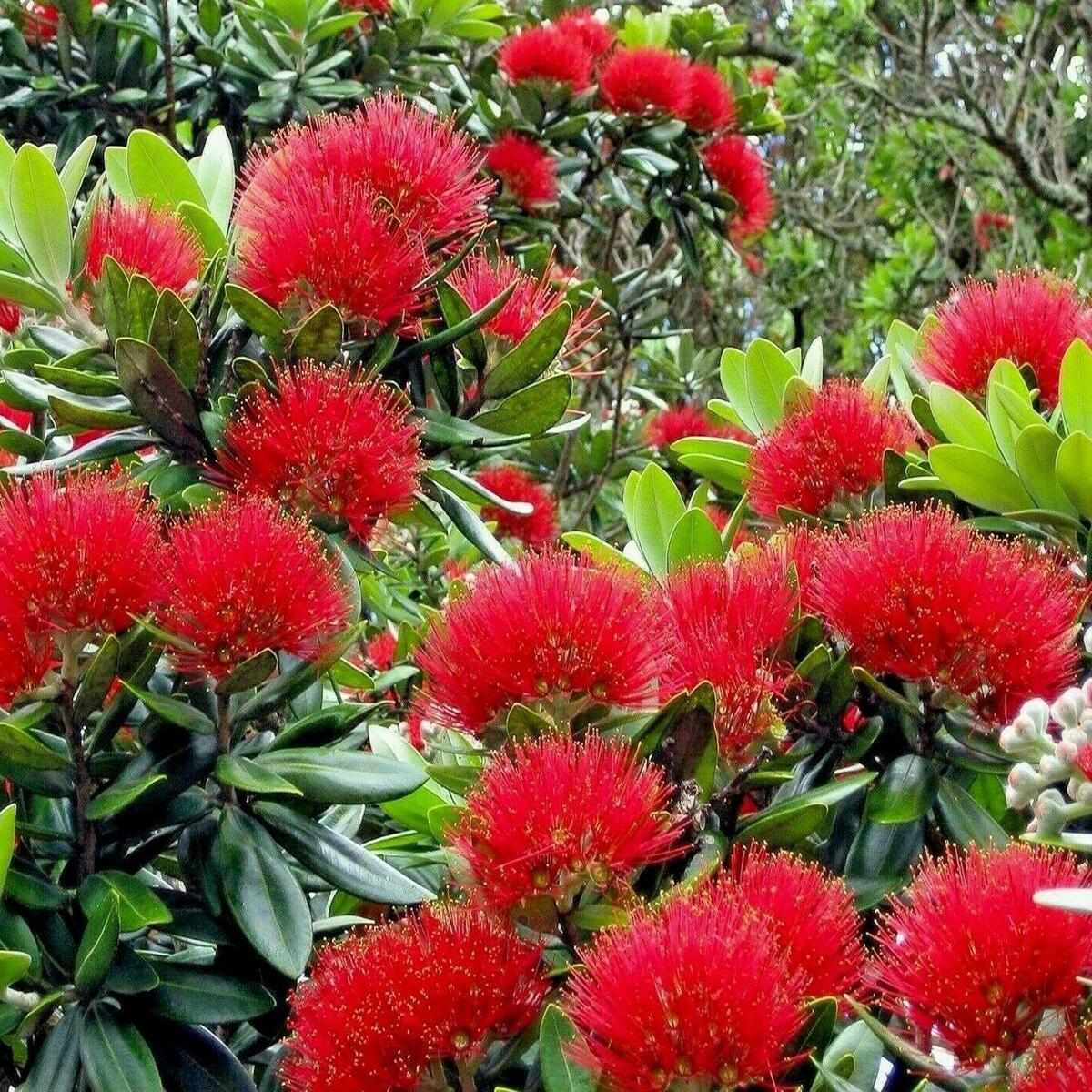Red Pohutukawa Flower seeds for Planting - Seasonal Bloomer, Heirloom & GMO Free Seeds for Home Garden