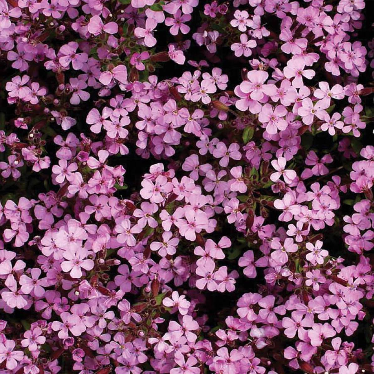 Rock Soapwort