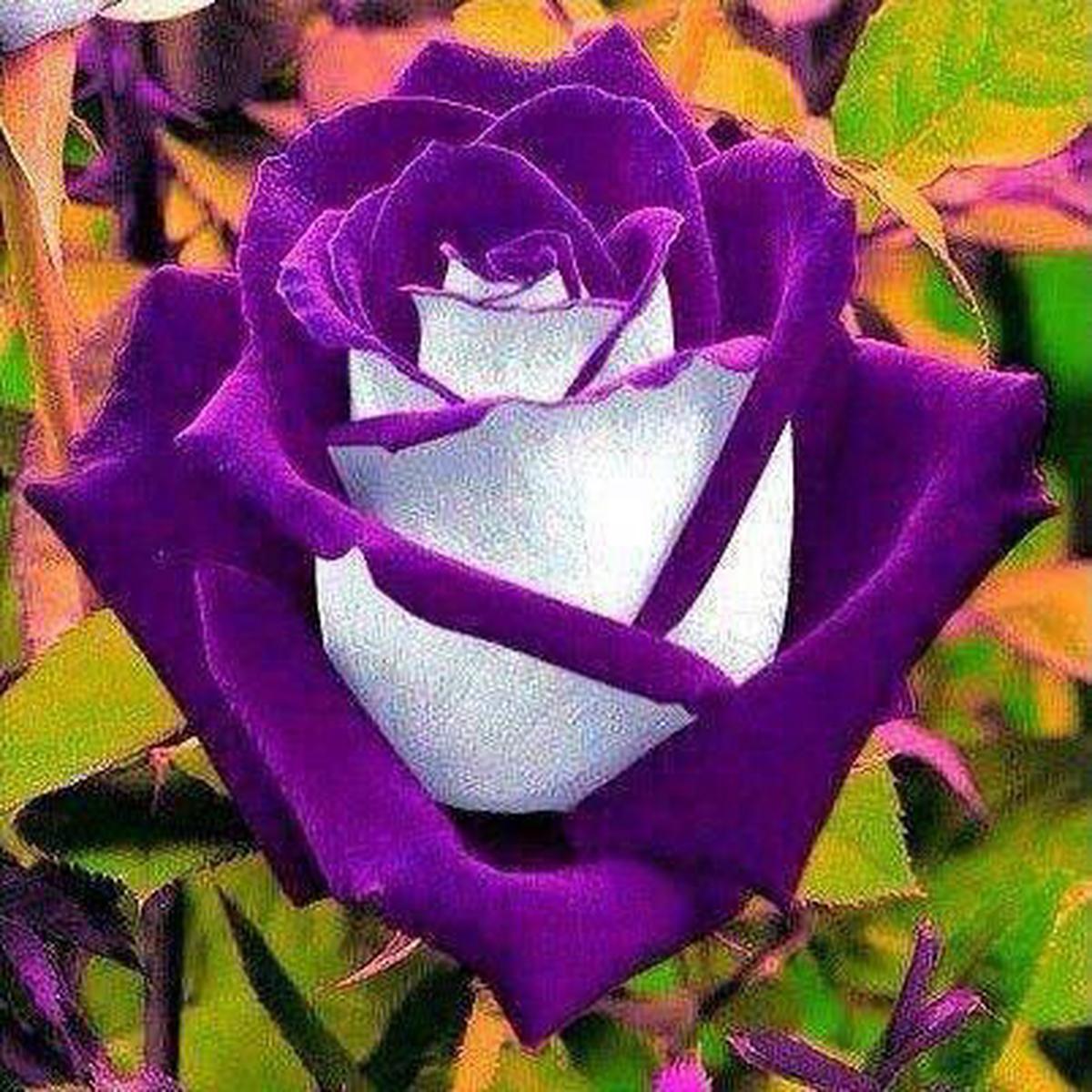 Unique Rose Flower Seeds for Planting Purple Mix Wildflower Mix, Heirloom, Non-GMO, High Germination Organic Garden Seeds