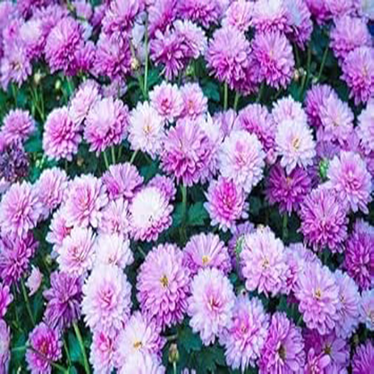 Violet White Chrysanthemum Flower Seeds for Planting Heirloom, Non-GMO, Bright Bloom Garden Seeds