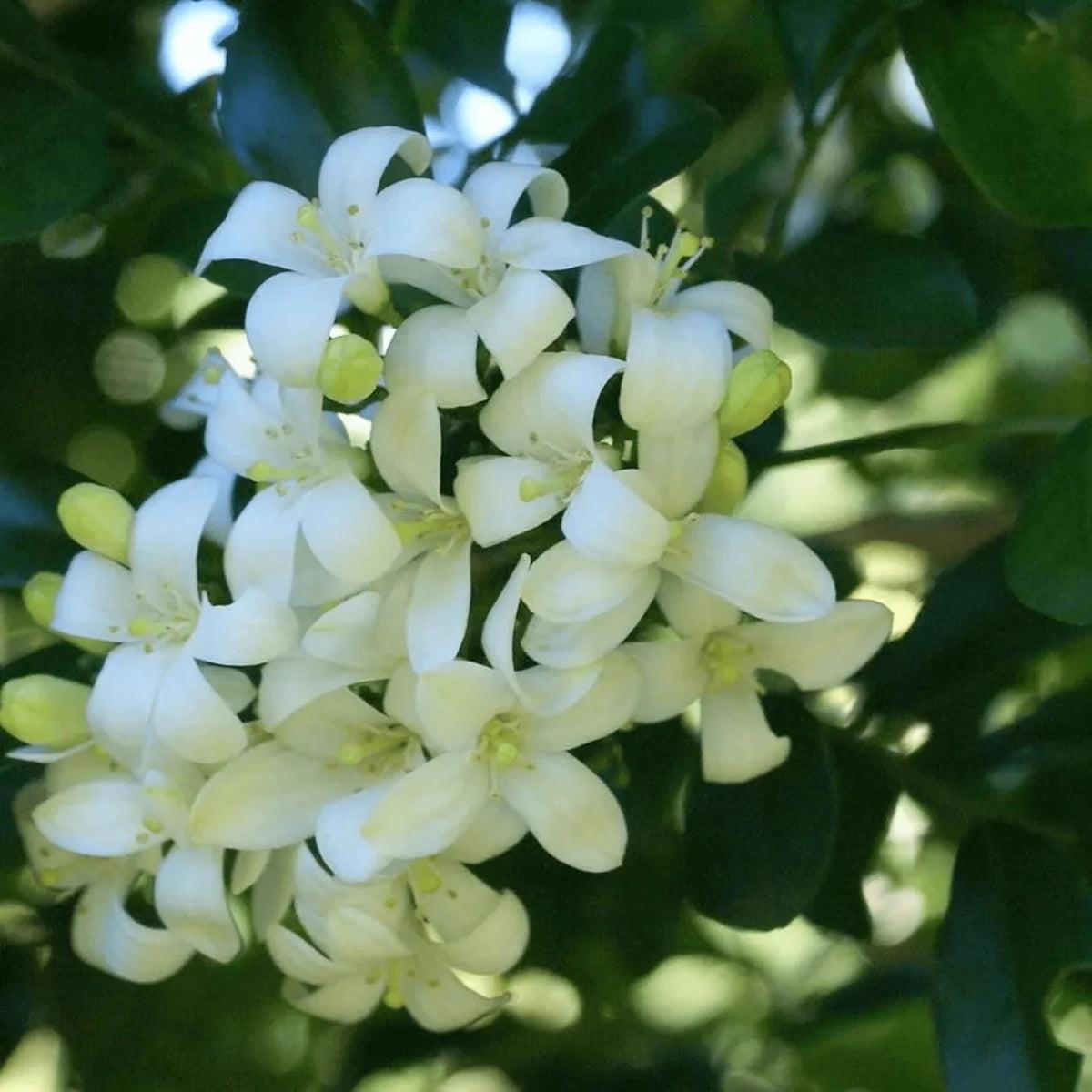 White Murraya Paniculata Flower seeds for Planting - Long Bloom Season, Heirloom & GMO Free Seeds for Home Garden
