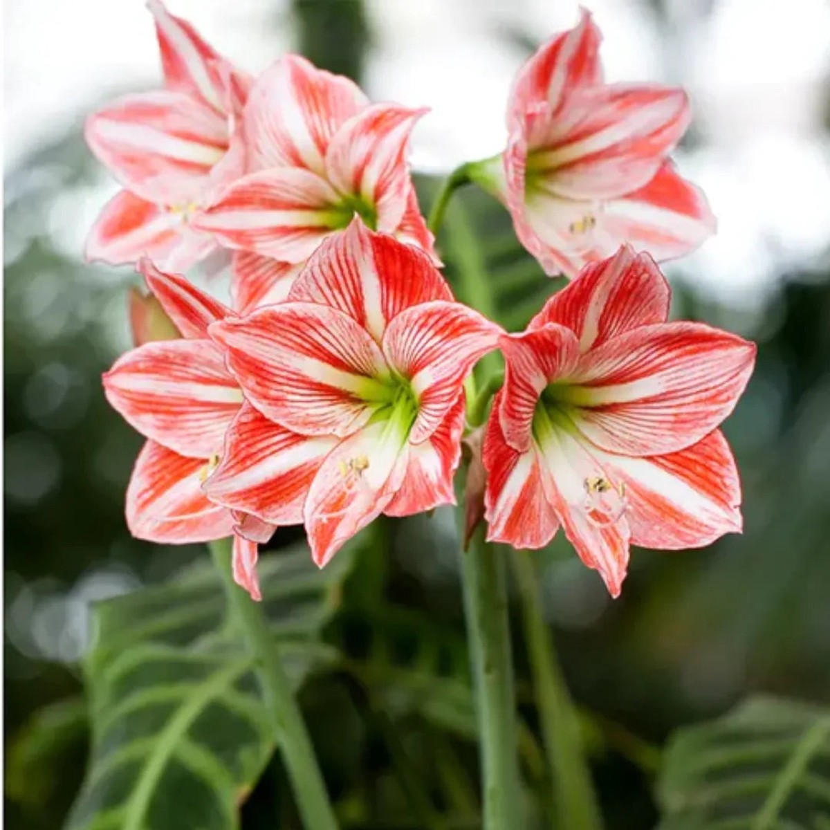 White Red Hippeastrum Flower Seeds Heirloom Non-GMO Amaryllis Blooms