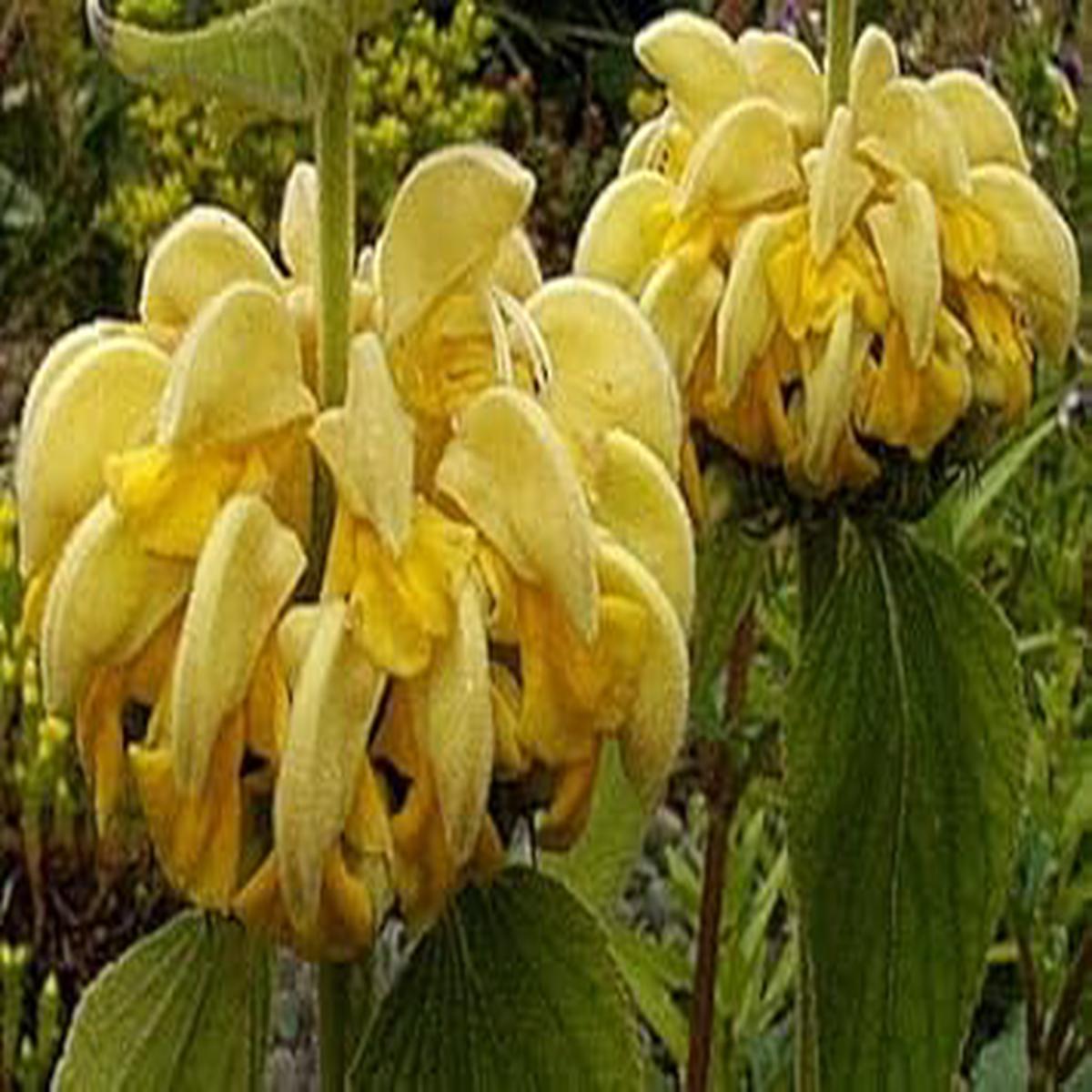 Yellow Jerusalem Sage Flower Seeds heirloom & Non-GMO Seeds