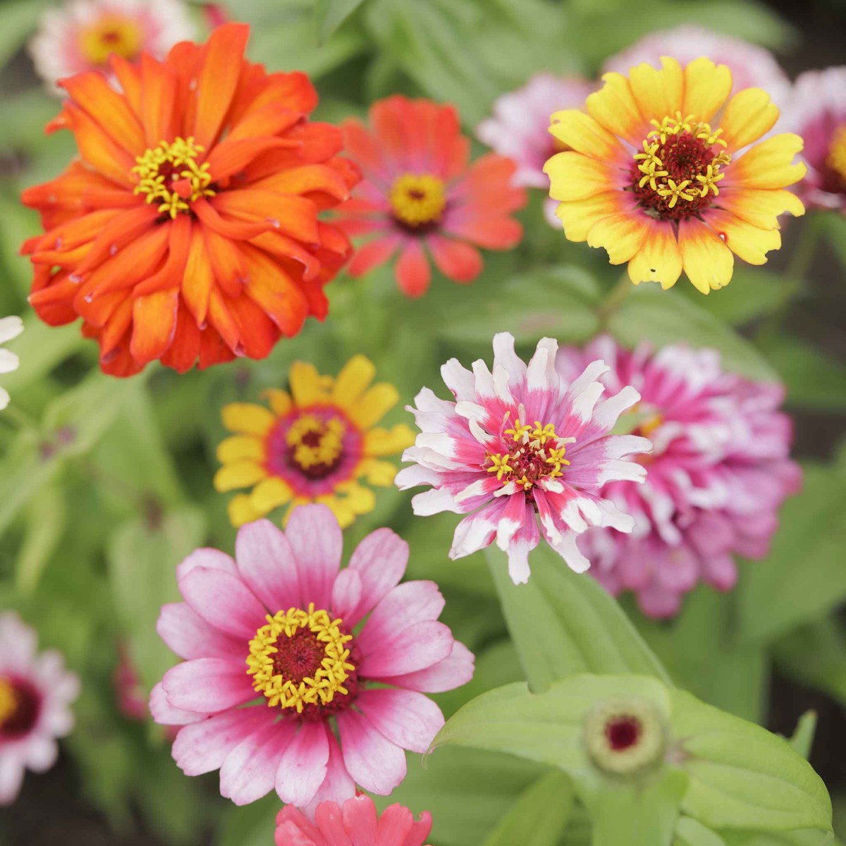 Zinnia Seeds - Swirls Mixed