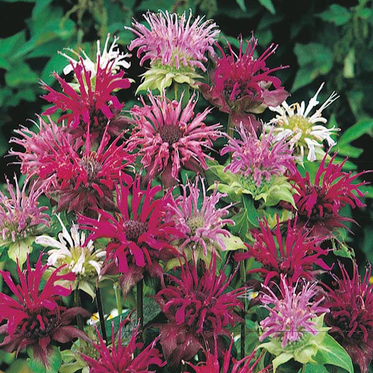 Bergamot Panorama Mix Seeds