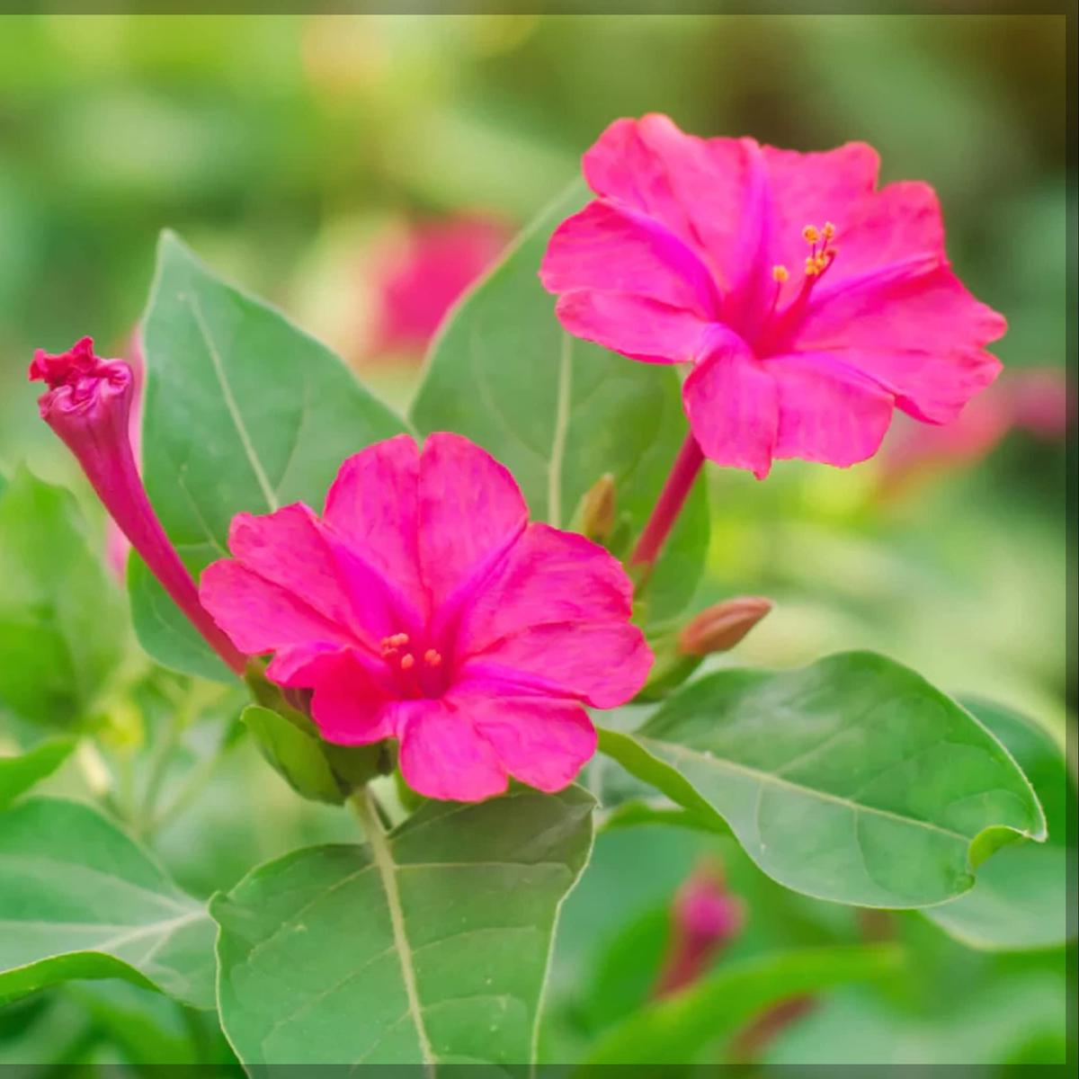 Four O'Clock Flower Seeds for Colorful Afternoon Blooming