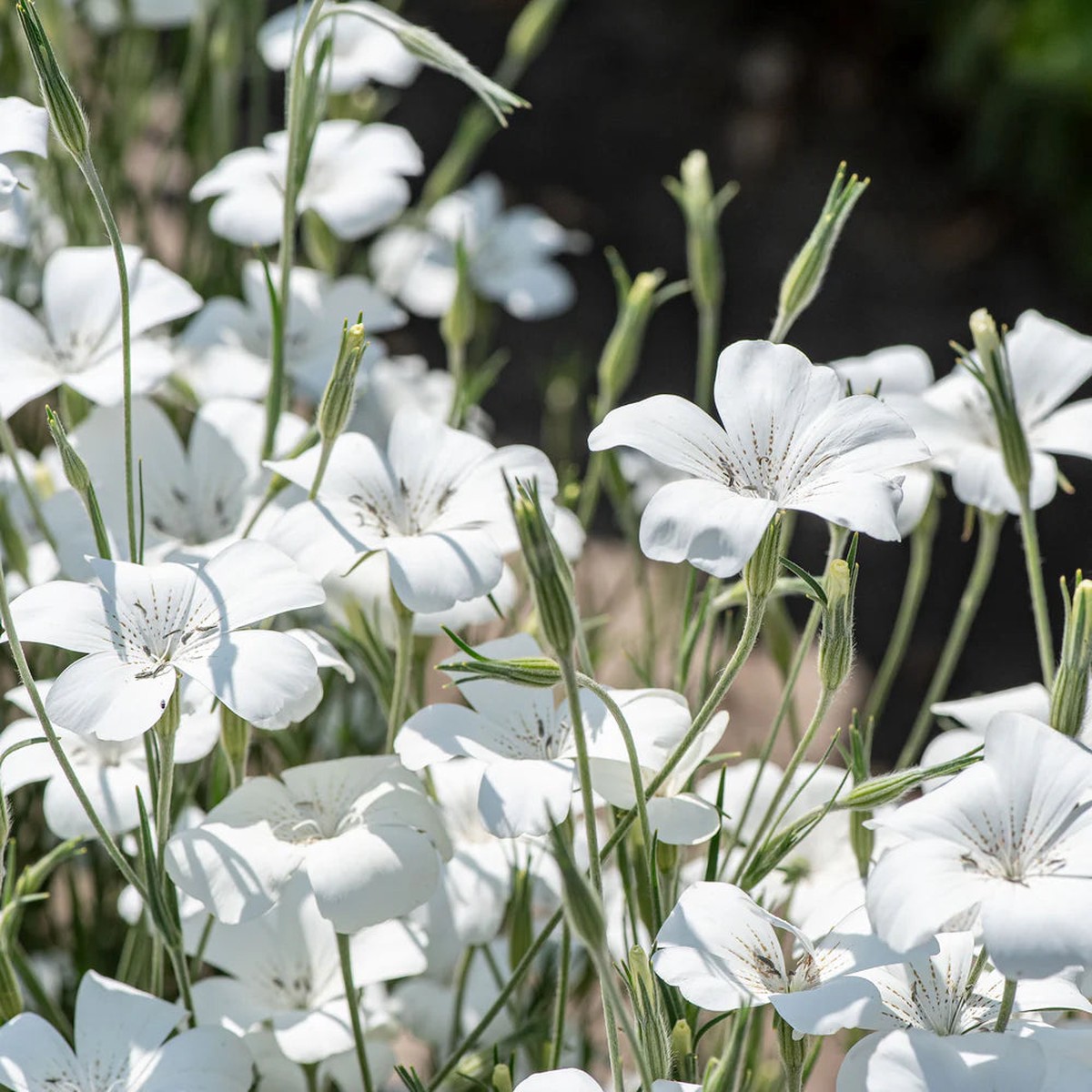 Heirloom Agrostemma Ocean Pearl Flower Seeds, Non-GMO Elegant Blooms for Planting