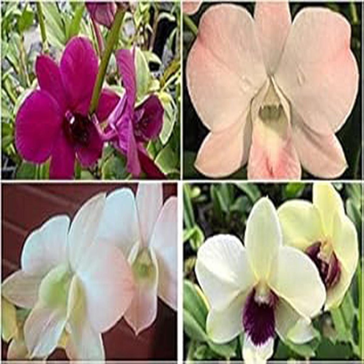 Multi-Colored Dendrobium Flower seeds for Planting - Low Maintenance, Heirloom & GMO Free Seeds for Home Garden