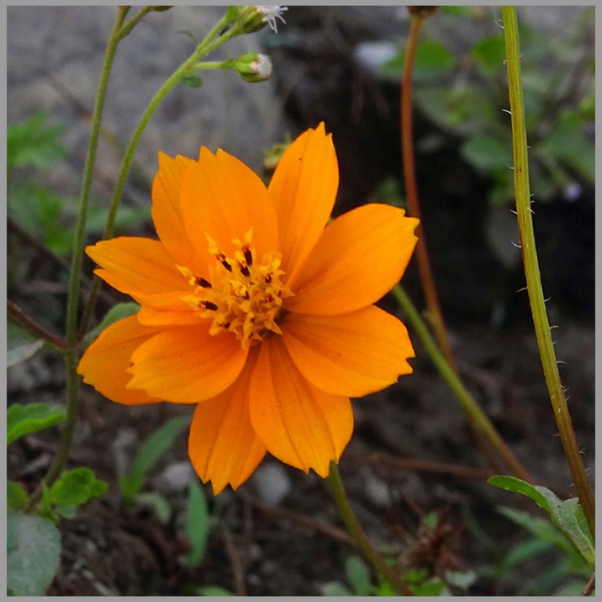 Orange Cosmos Sensation Flower Cosmos Sulphureus For Pollinator Friendly Planting Flower Seeds for