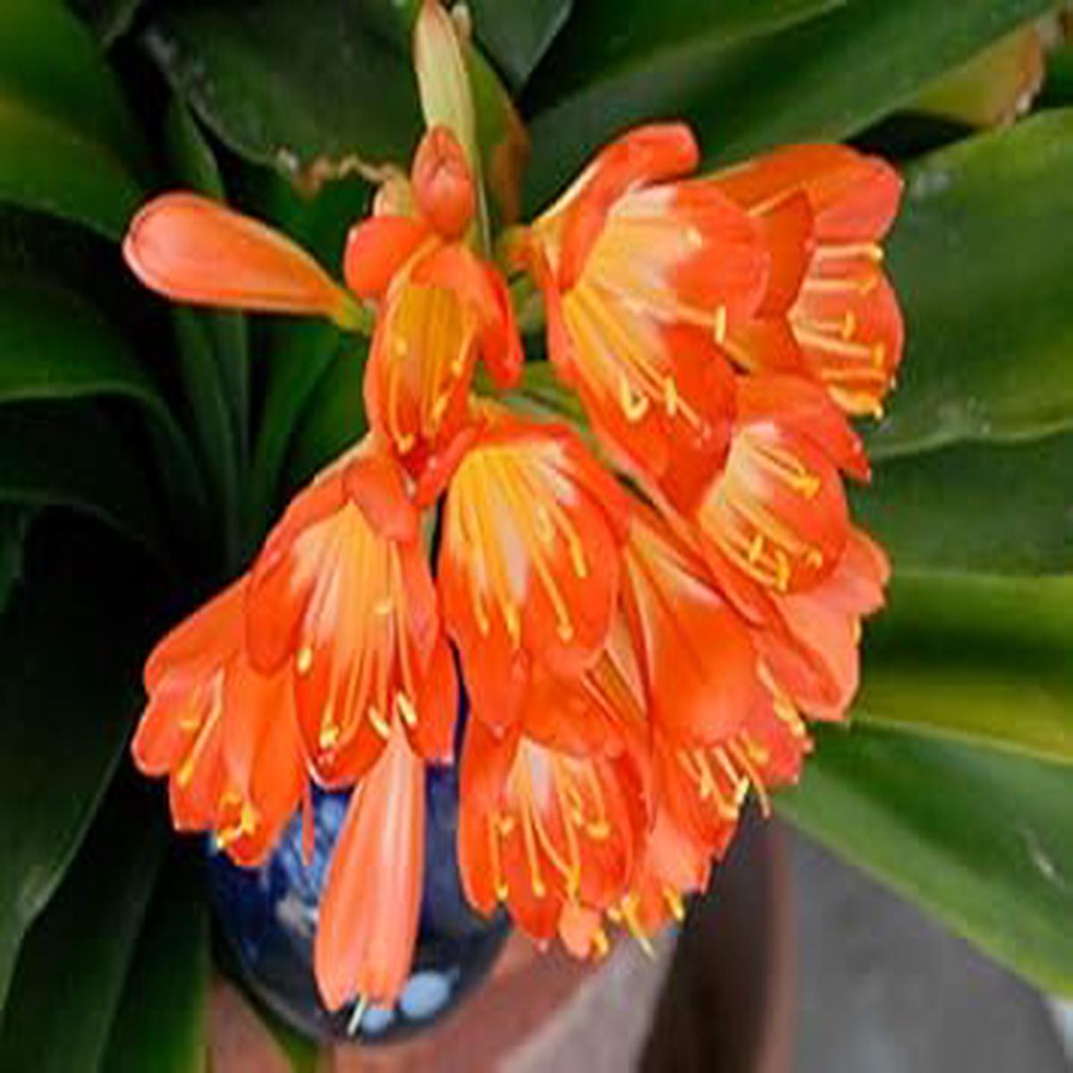 Orange Miniata Seeds for Planting Organic, Heirloom, Non-GMO Flower Seeds