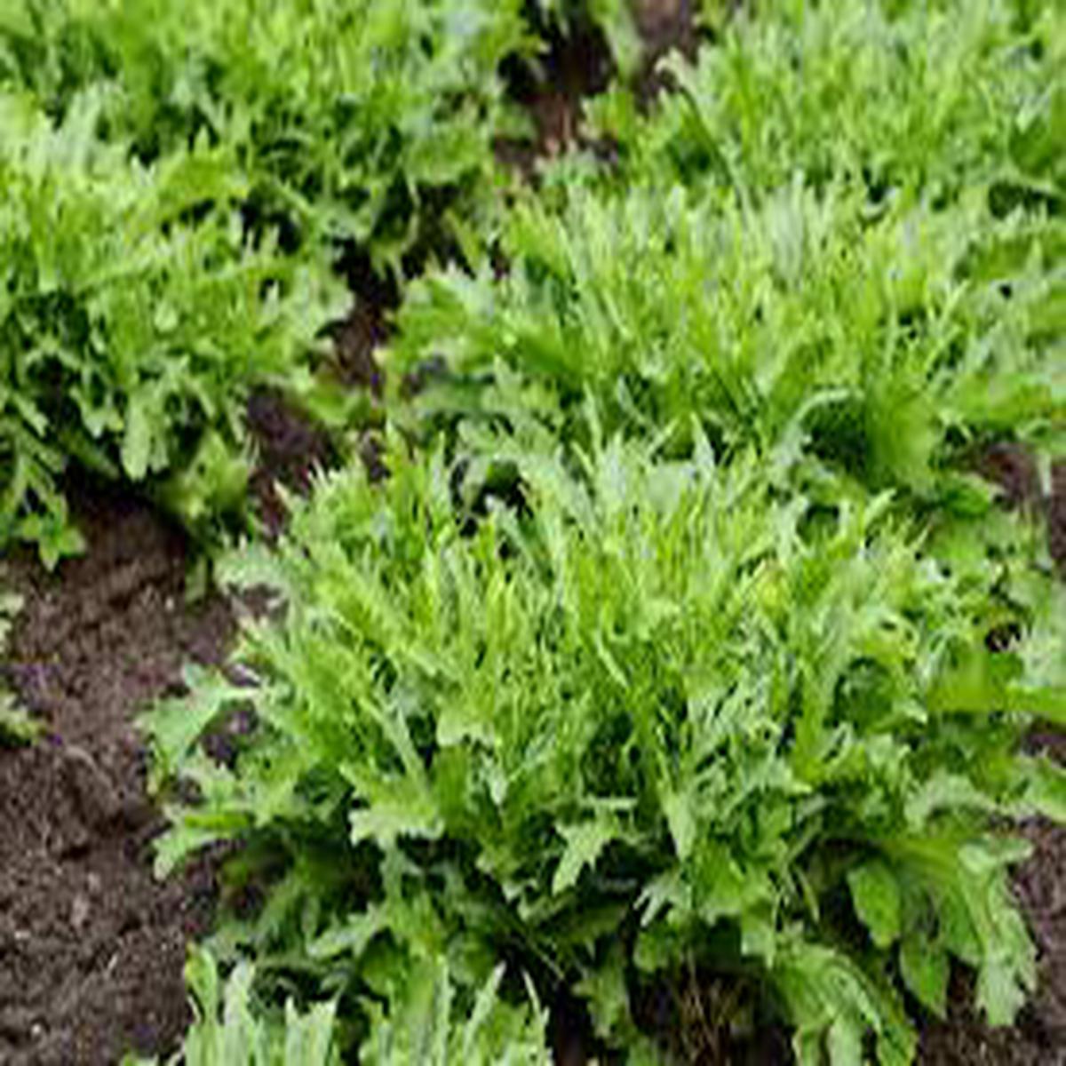 Organic Endive Seeds for Planting Non-GMO, Heirloom, Easy to Grow, Perennial