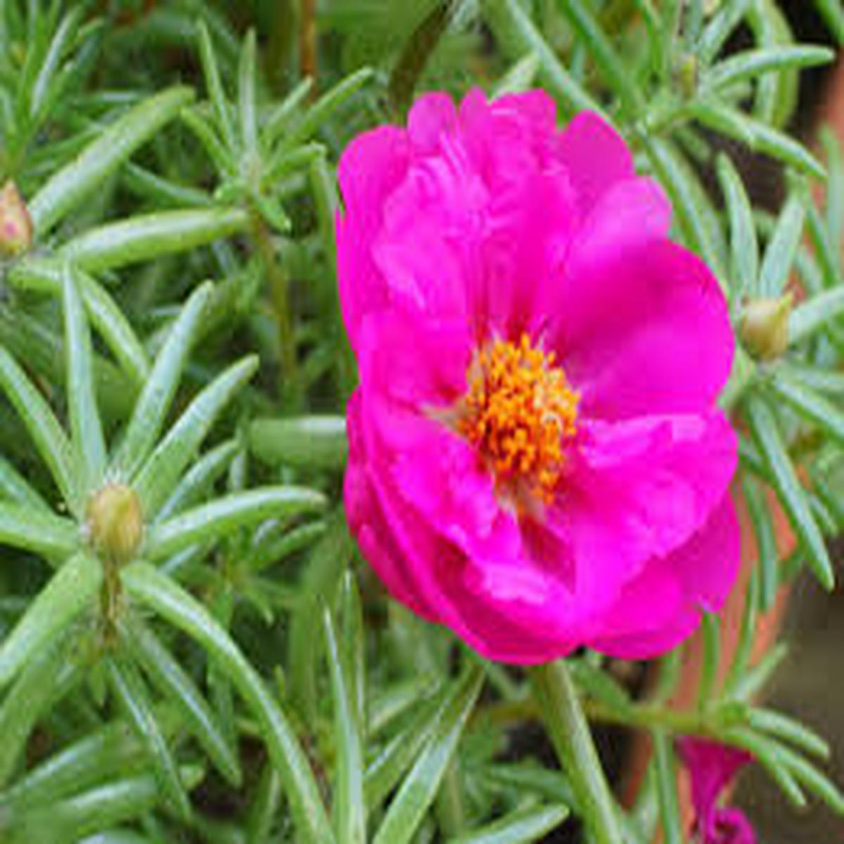 Pink Moss Rose Flower Seeds for Planting Colorful Display, Heirloom & Non-GMO